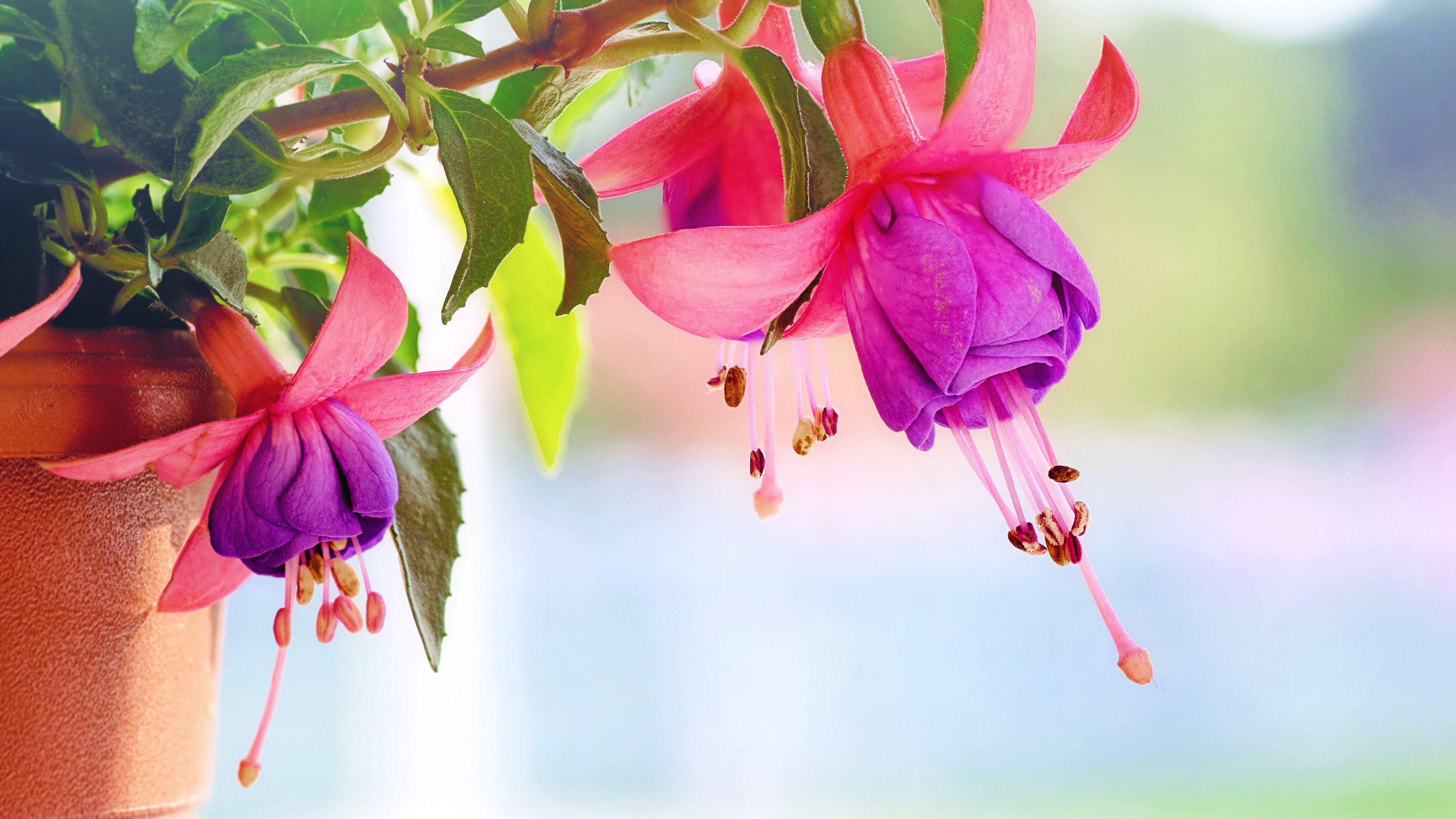 Full Screen 4k Flowers Pictures.jpg