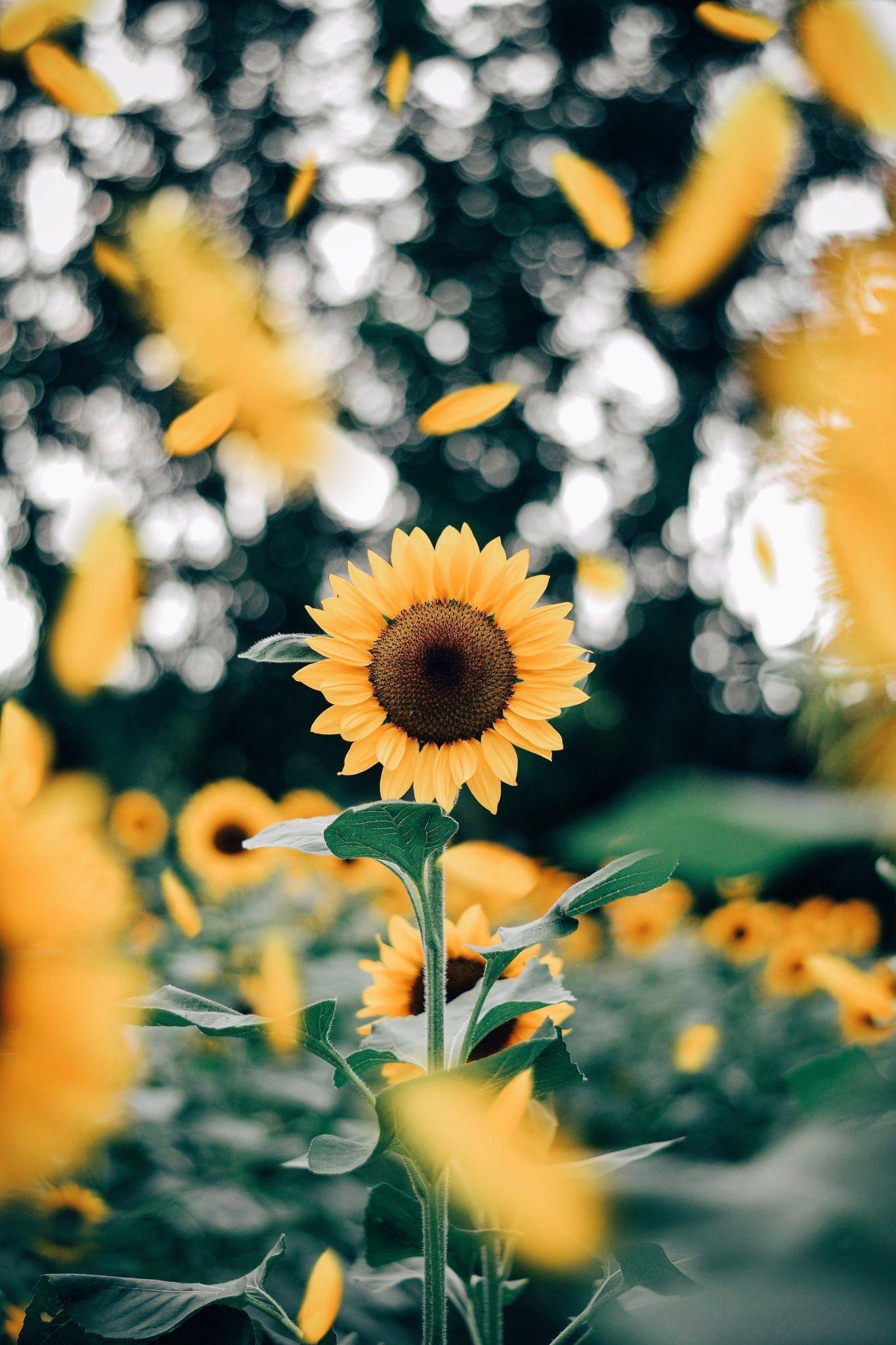 Cute Sunflower Wallpapers.jpg