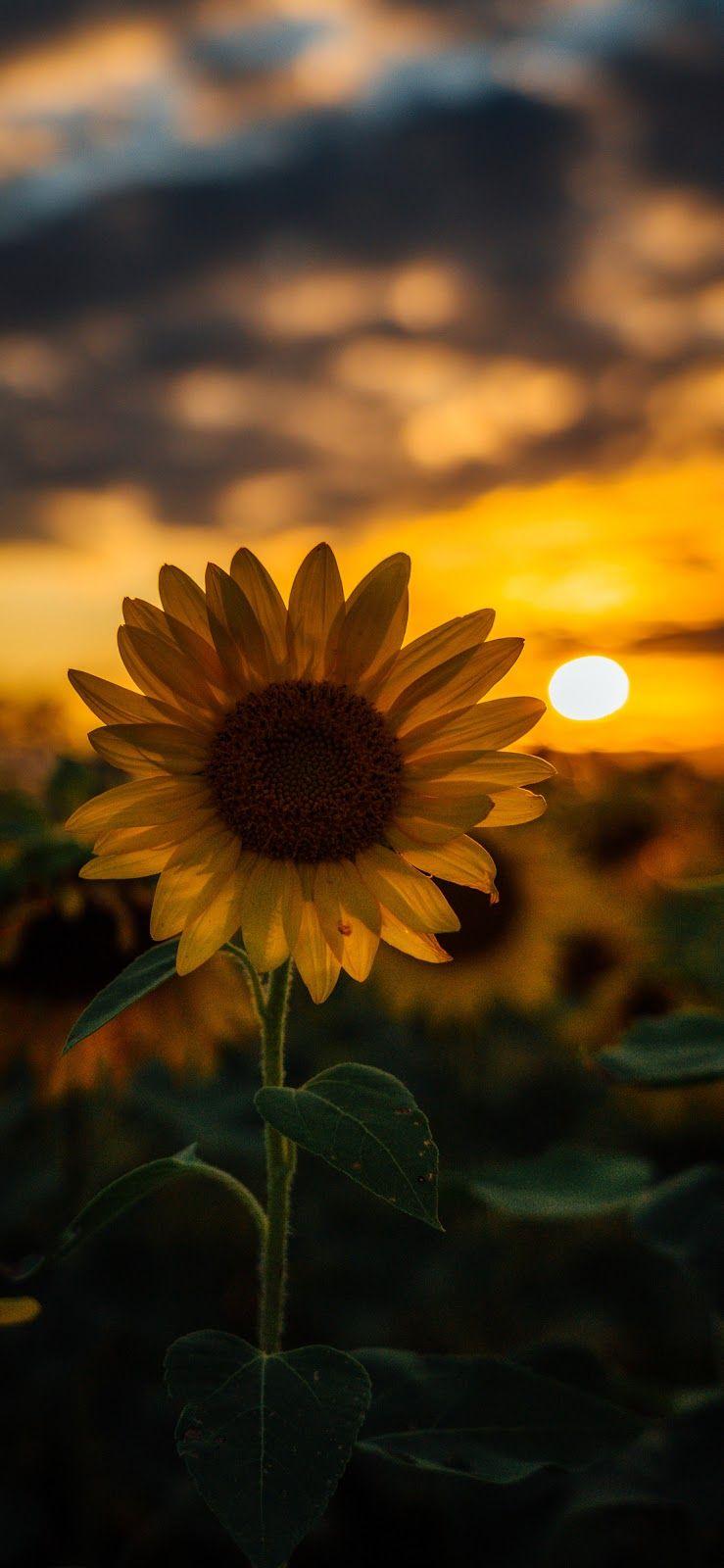 Cute Sunflower Picture.jpg