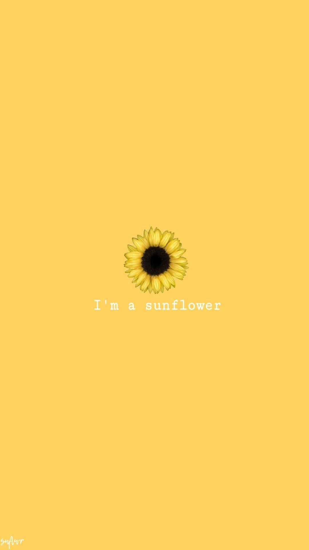 Cute Sunflower Images.jpg