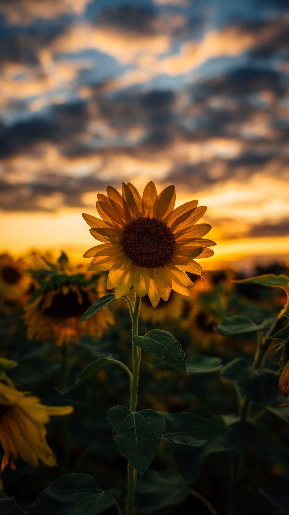 Cute Sunflower Pictures.jpg