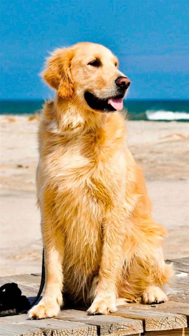 Golden Retriever HD Wallpaper.jpg
