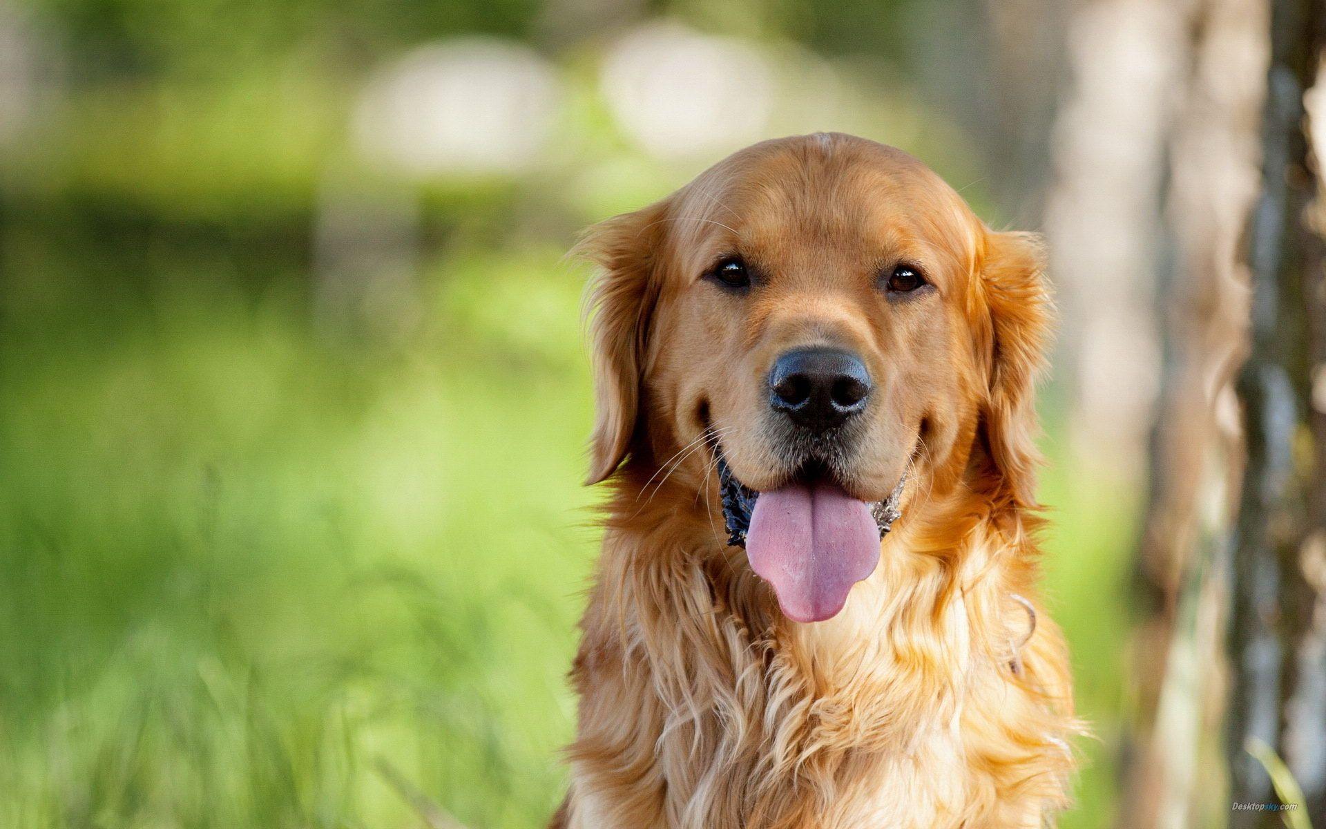 Golden Retriever HD Pictures.jpg