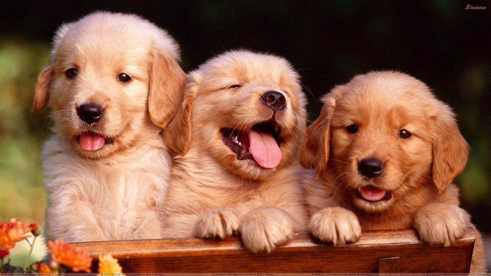 Golden Retriever HD Picture.jpg