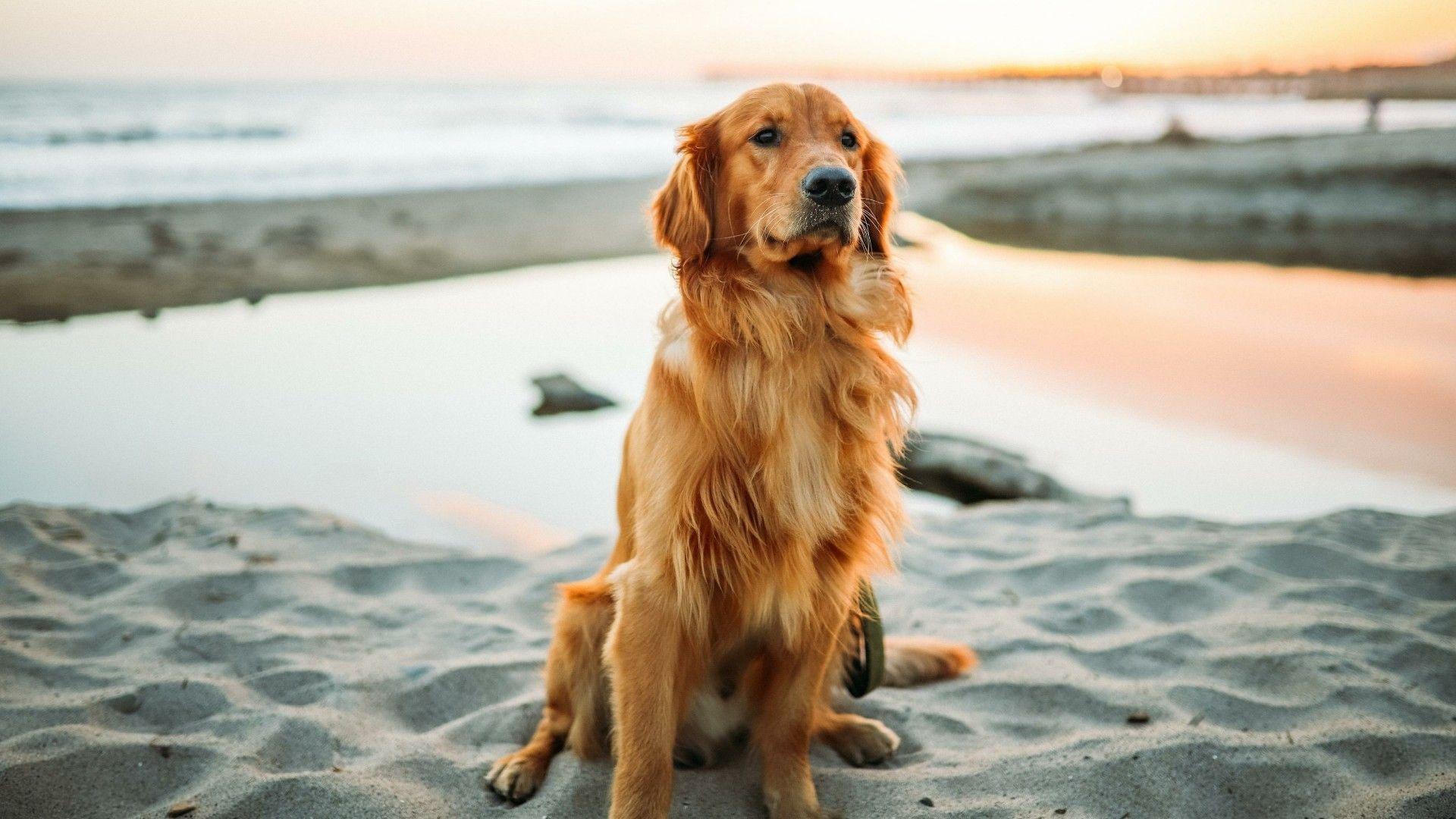 Golden Retriever HD Wallpapers.jpg