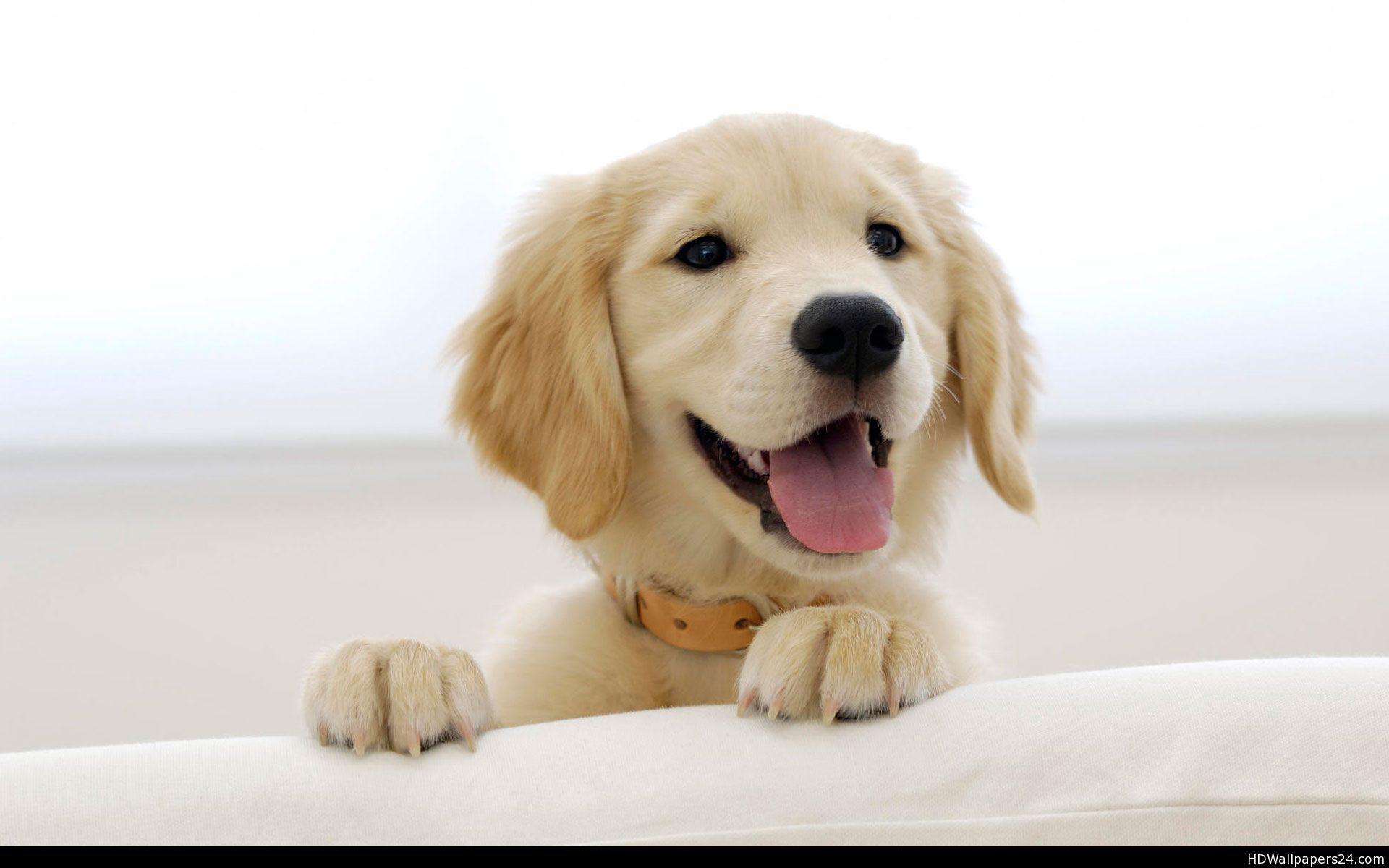 Golden Retriever HD Images.jpg