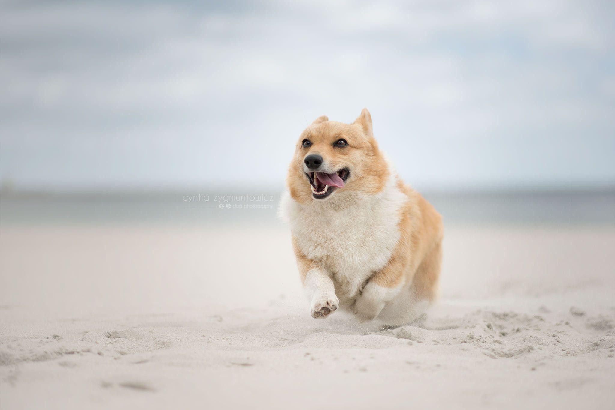 Corgi wallpapers.jpg