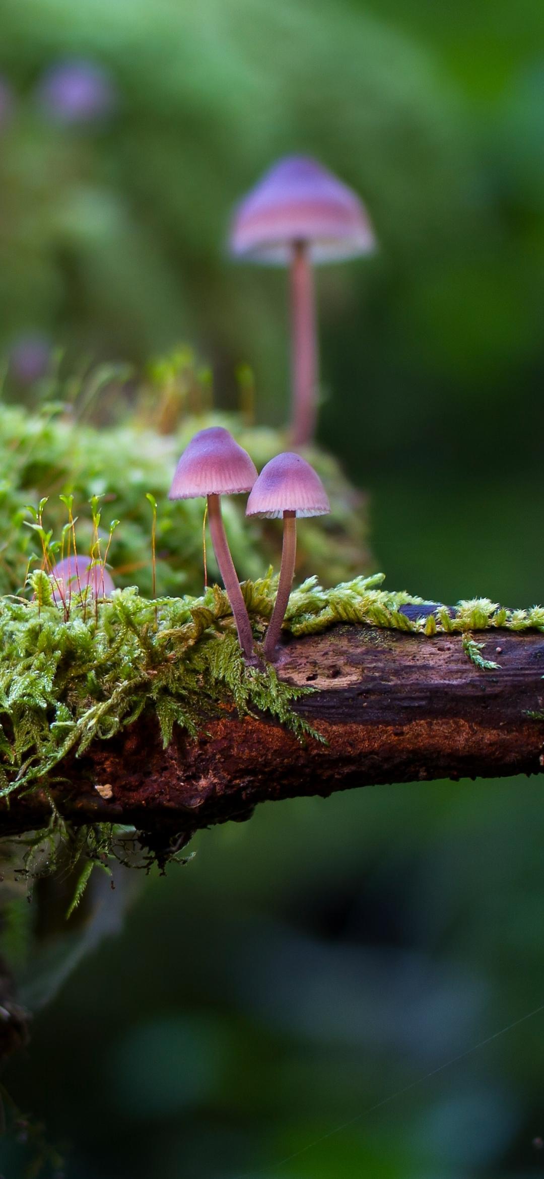 Mushroom Phone Images.jpg