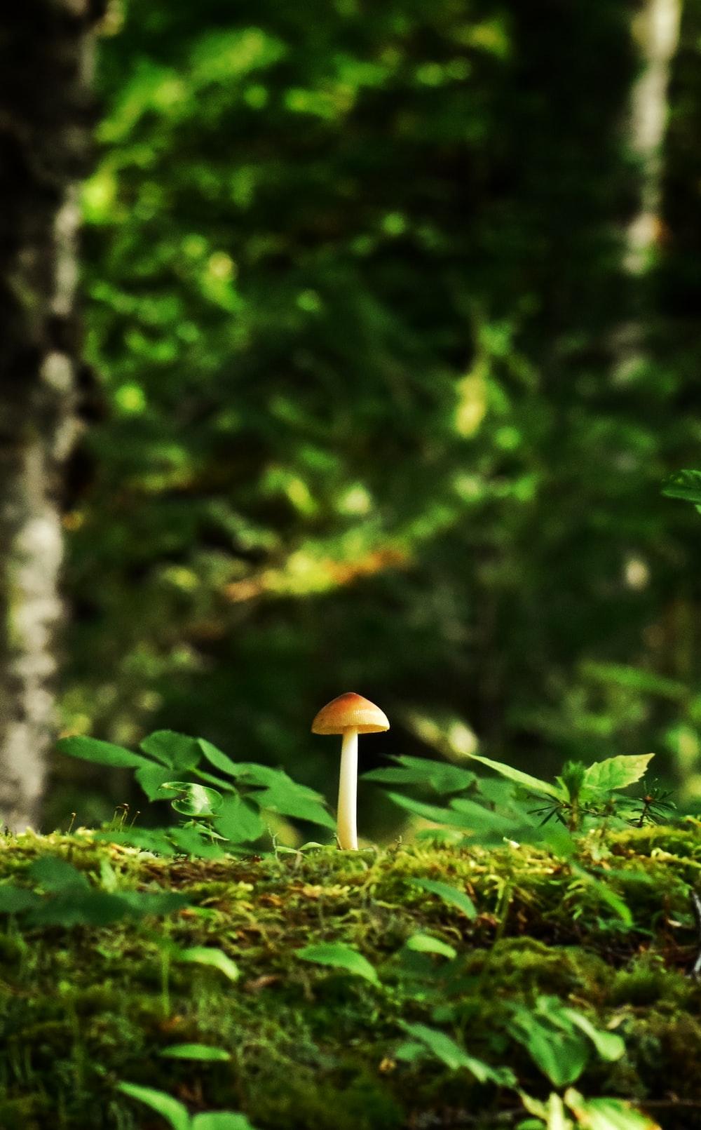Mushroom Phone Wallpapers.jpg