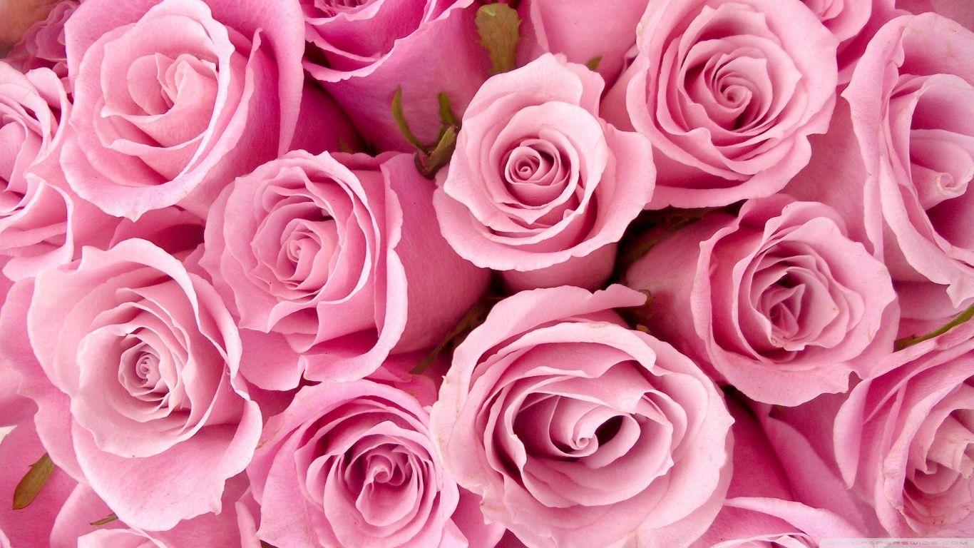 High Resolution Pink Wallpaper.jpg