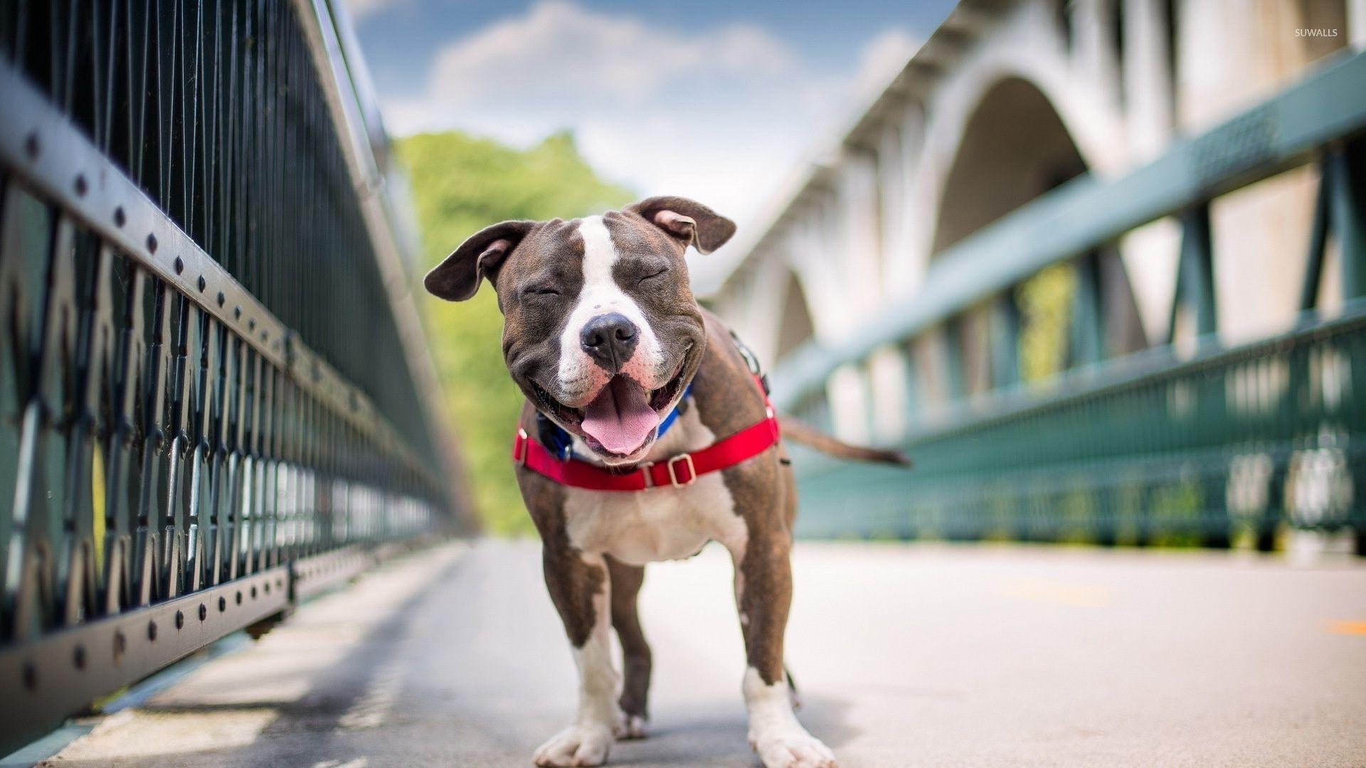 Pitbull Wallpapers.jpg