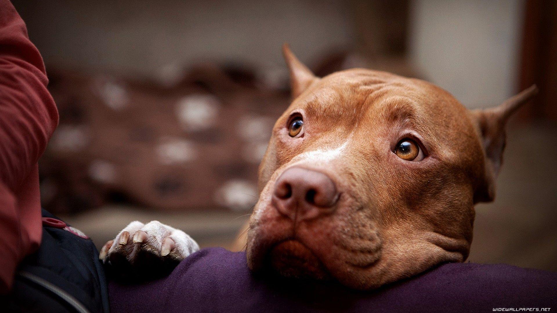 Pitbull Images.jpg
