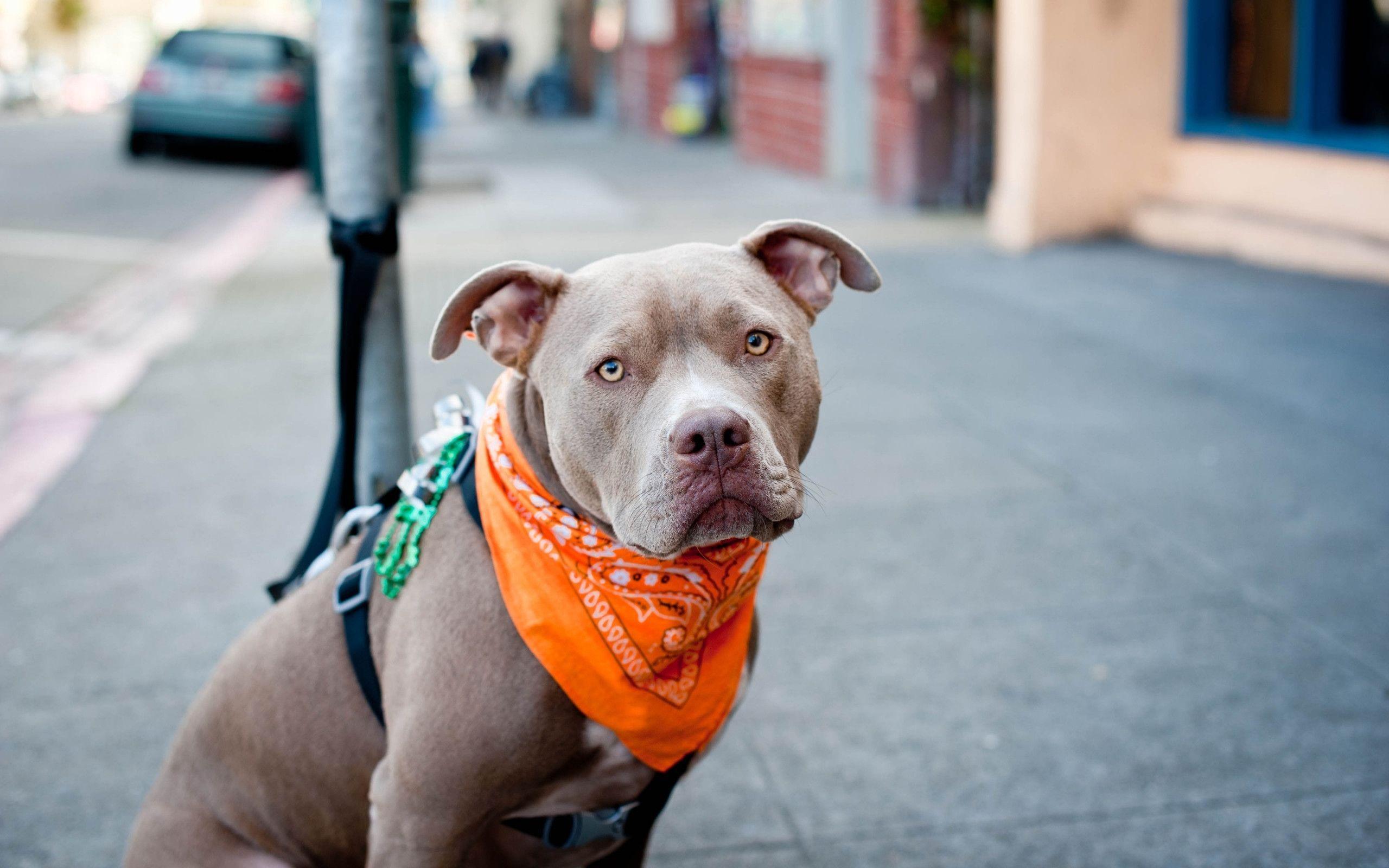 Pitbull Picture.jpg