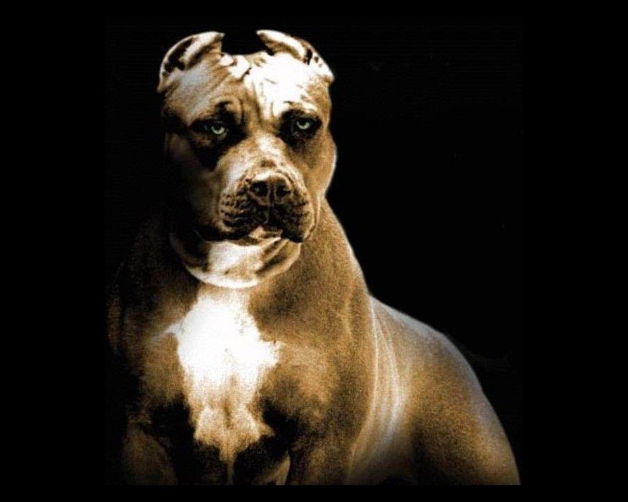 Pitbull Wallpaper.jpg