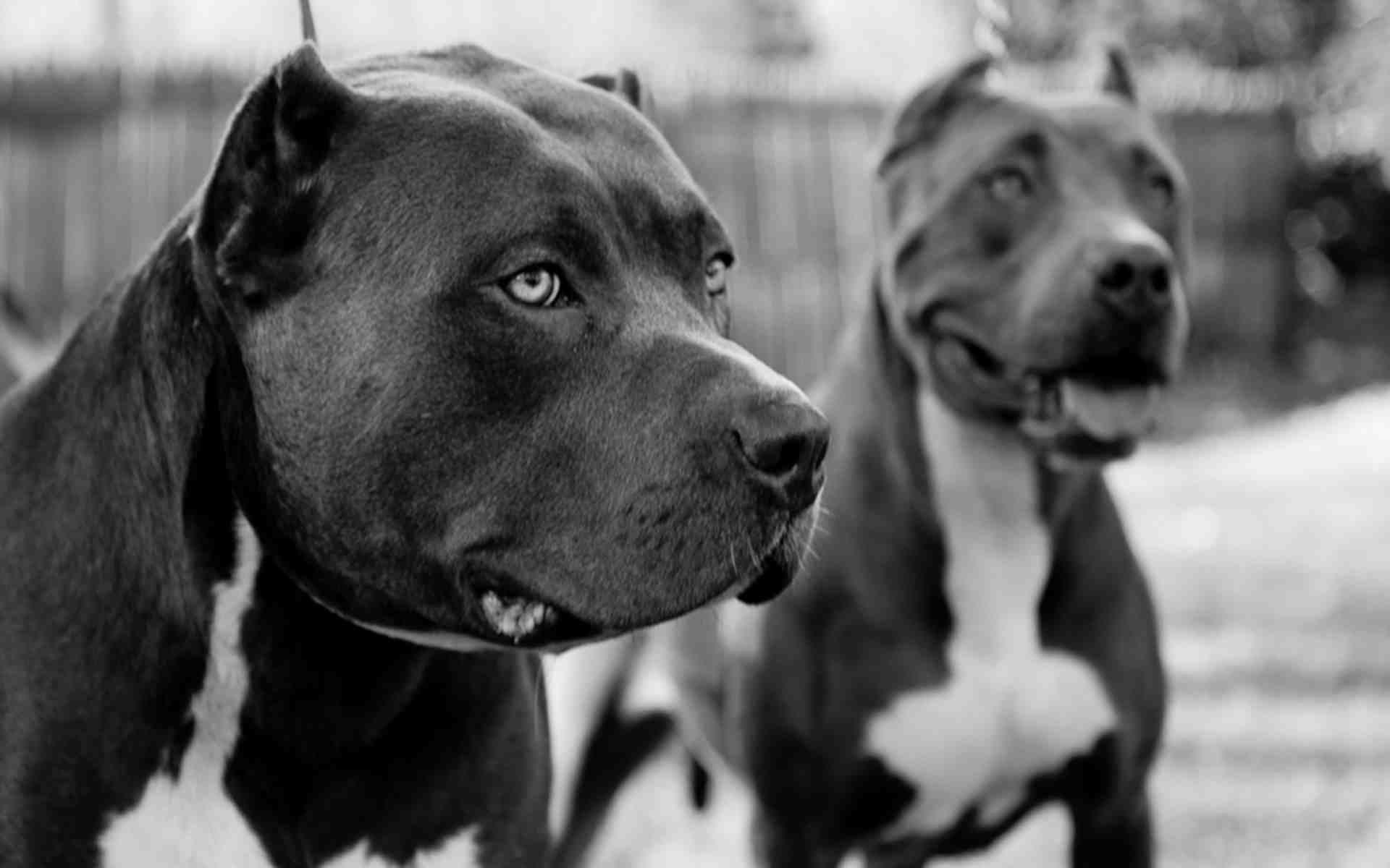 Pitbull Pictures.jpg