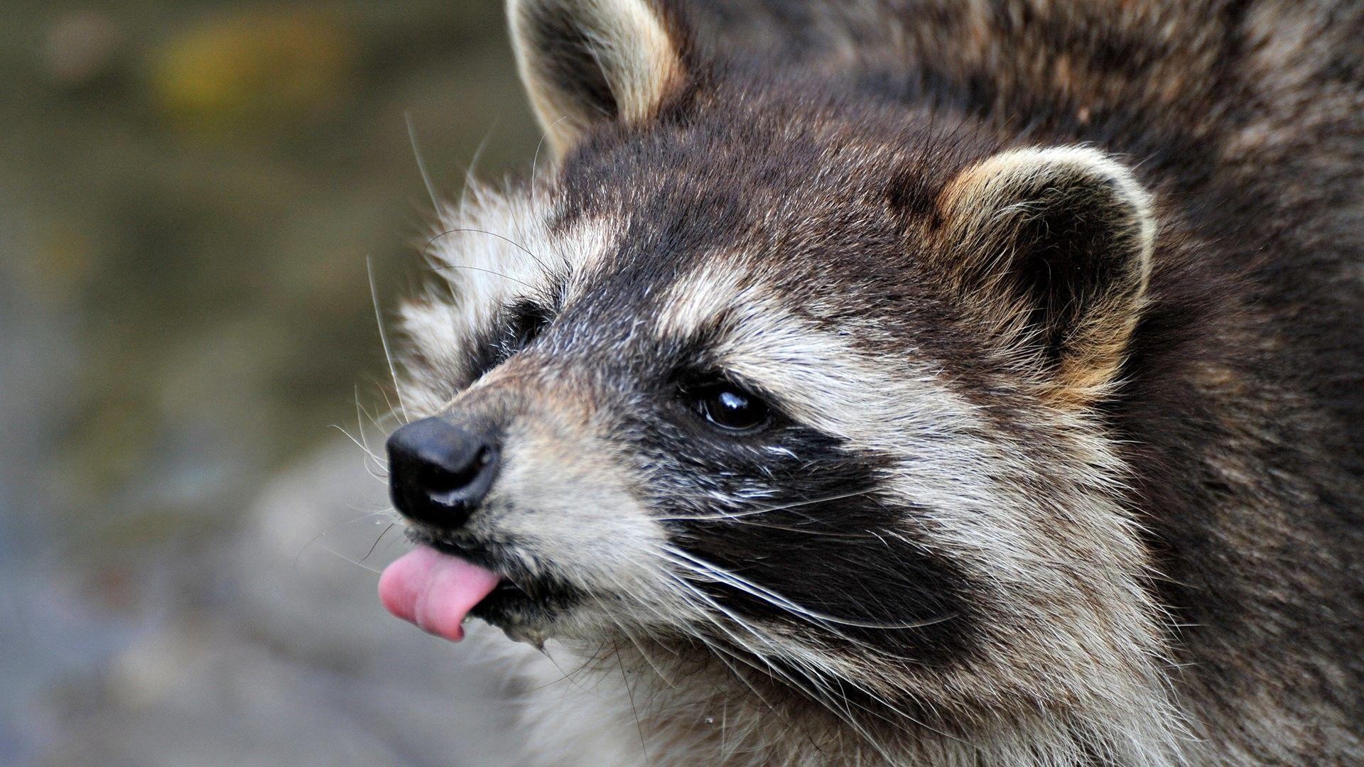 Raccoon Images.jpg