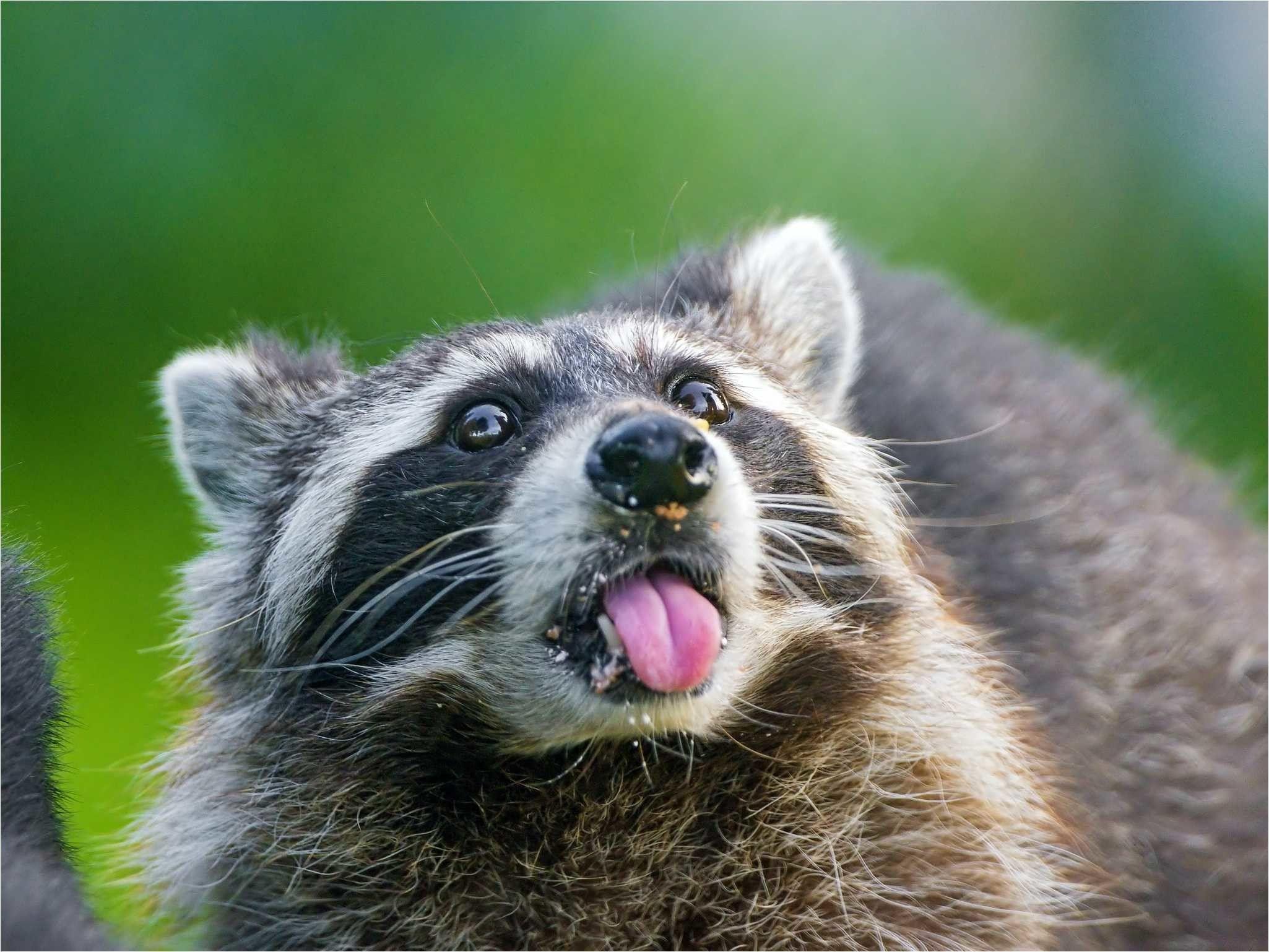 Raccoon Pictures.jpg