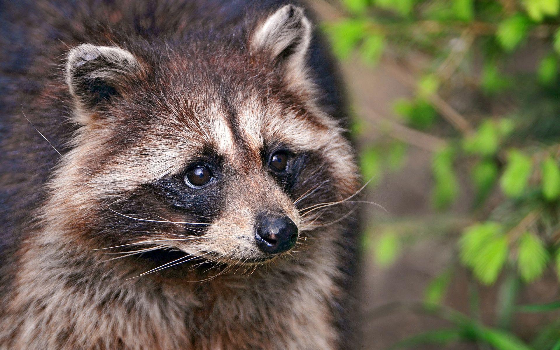 Raccoon Wallpaper.jpg