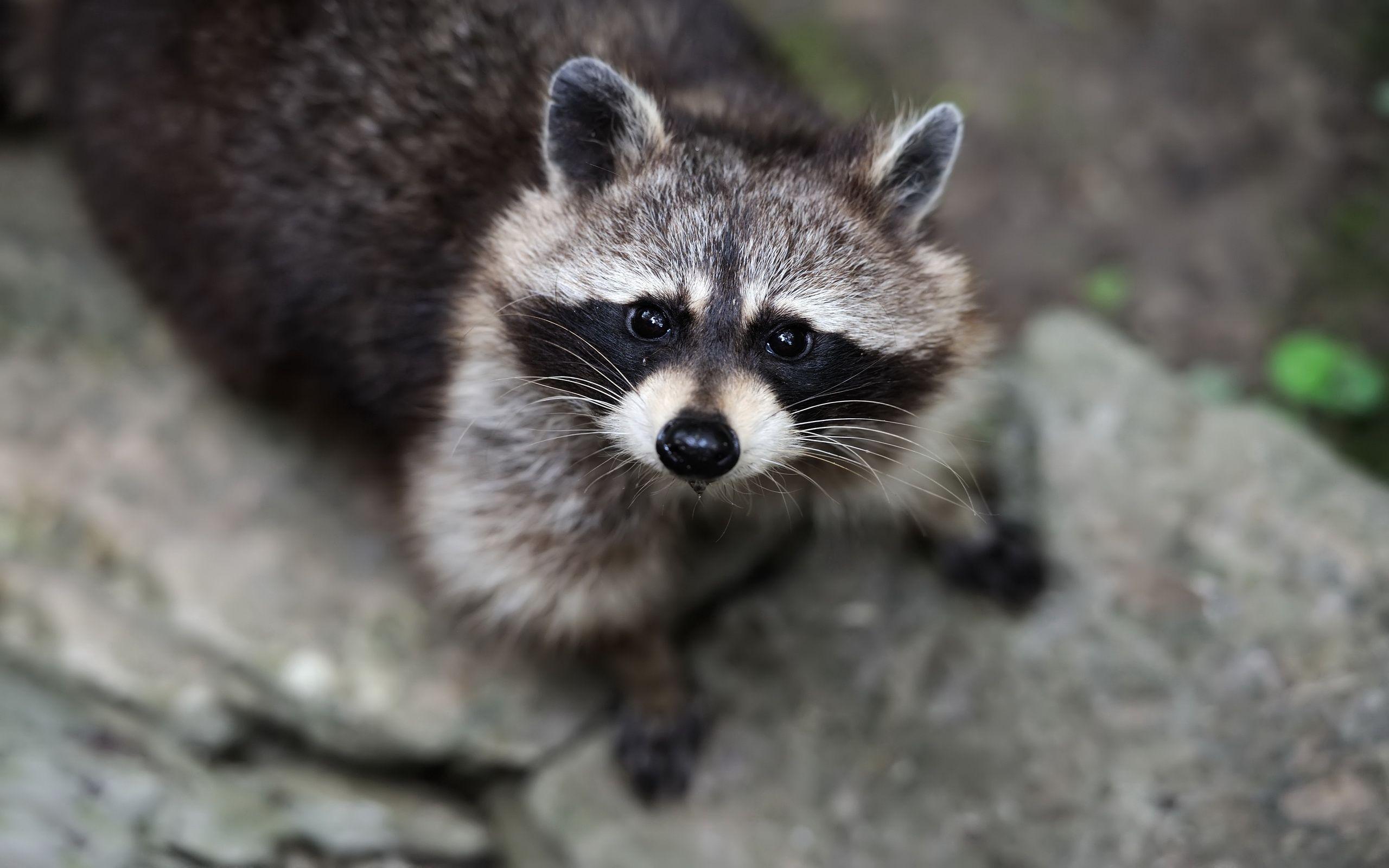 Raccoon Picture.jpg