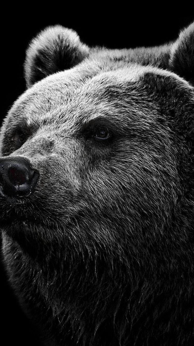 Bear iPhone wallpapers.jpg