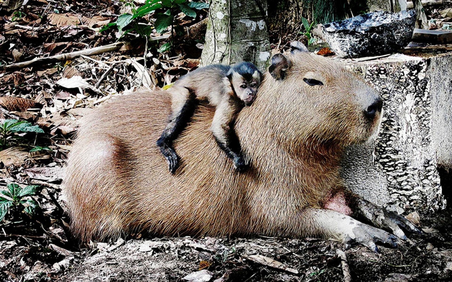 Cute Capybara pics.jpg