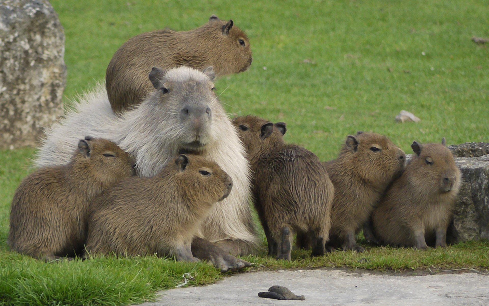 Cute Capybara wallpapers.jpg