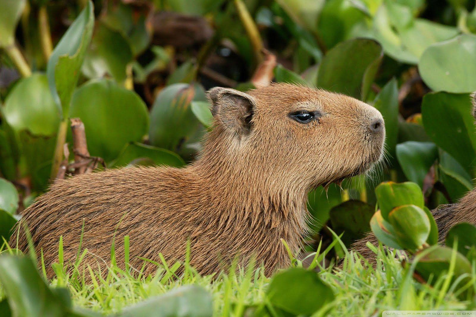 Cute Capybara wallpaper.jpg