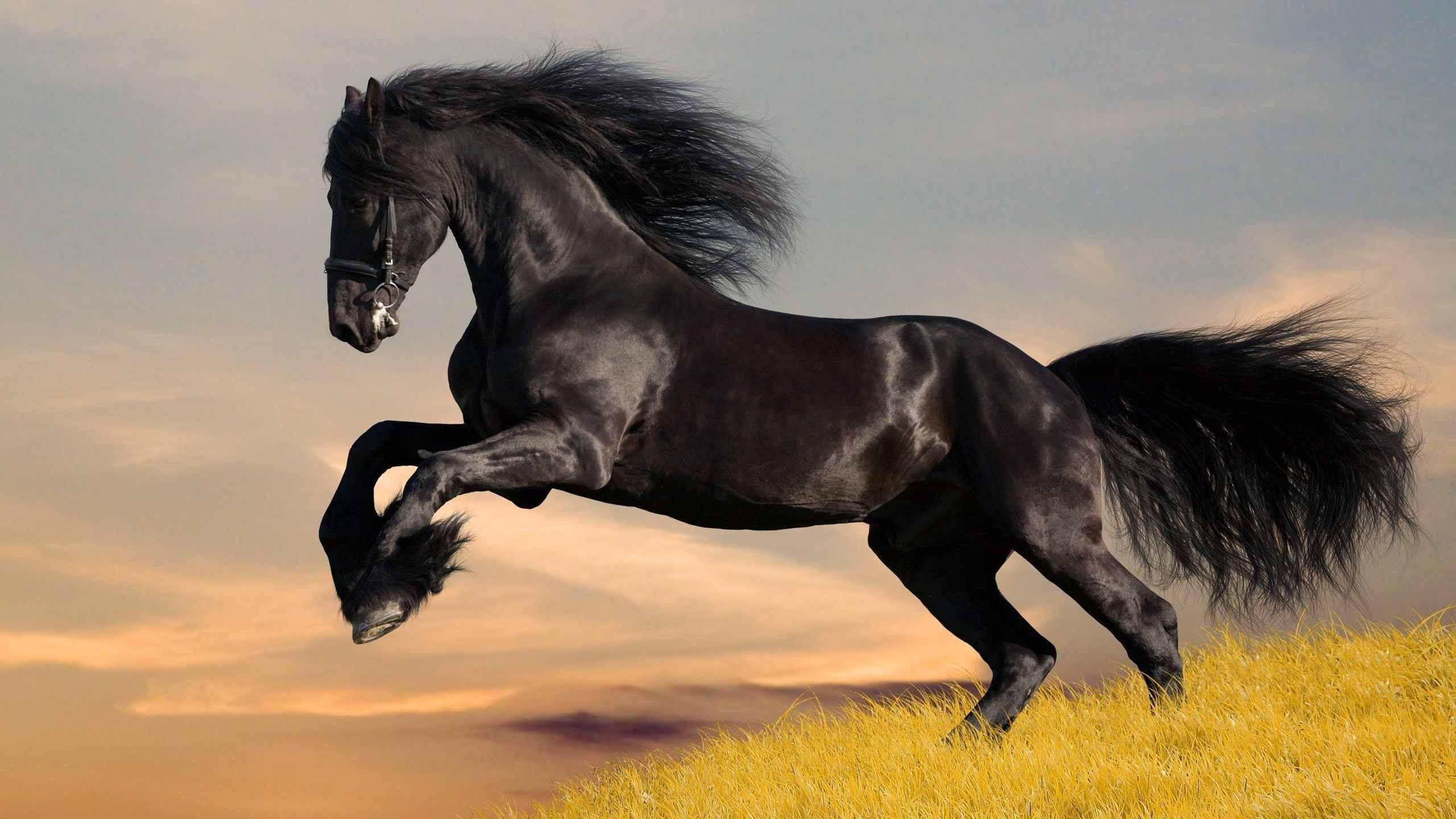 HD Horse Wallpapers.jpg