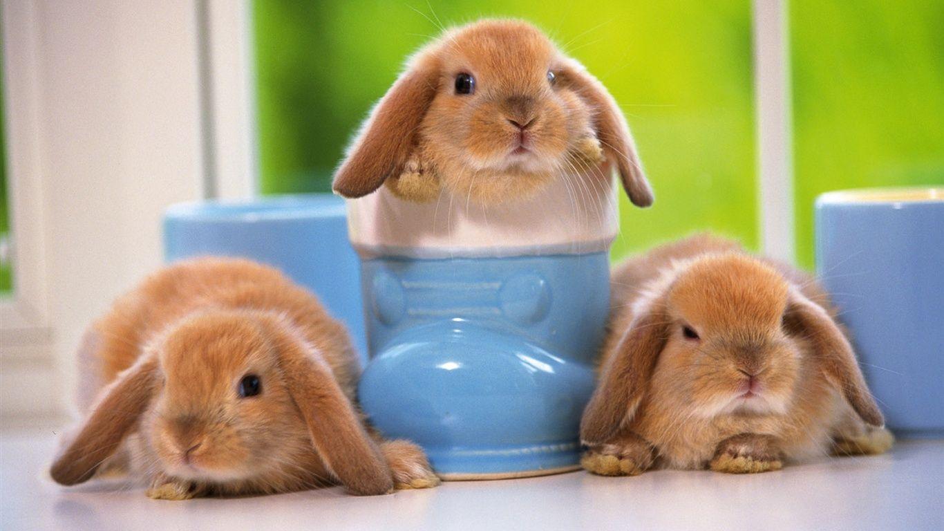 Cute Bunny Pictures.jpg