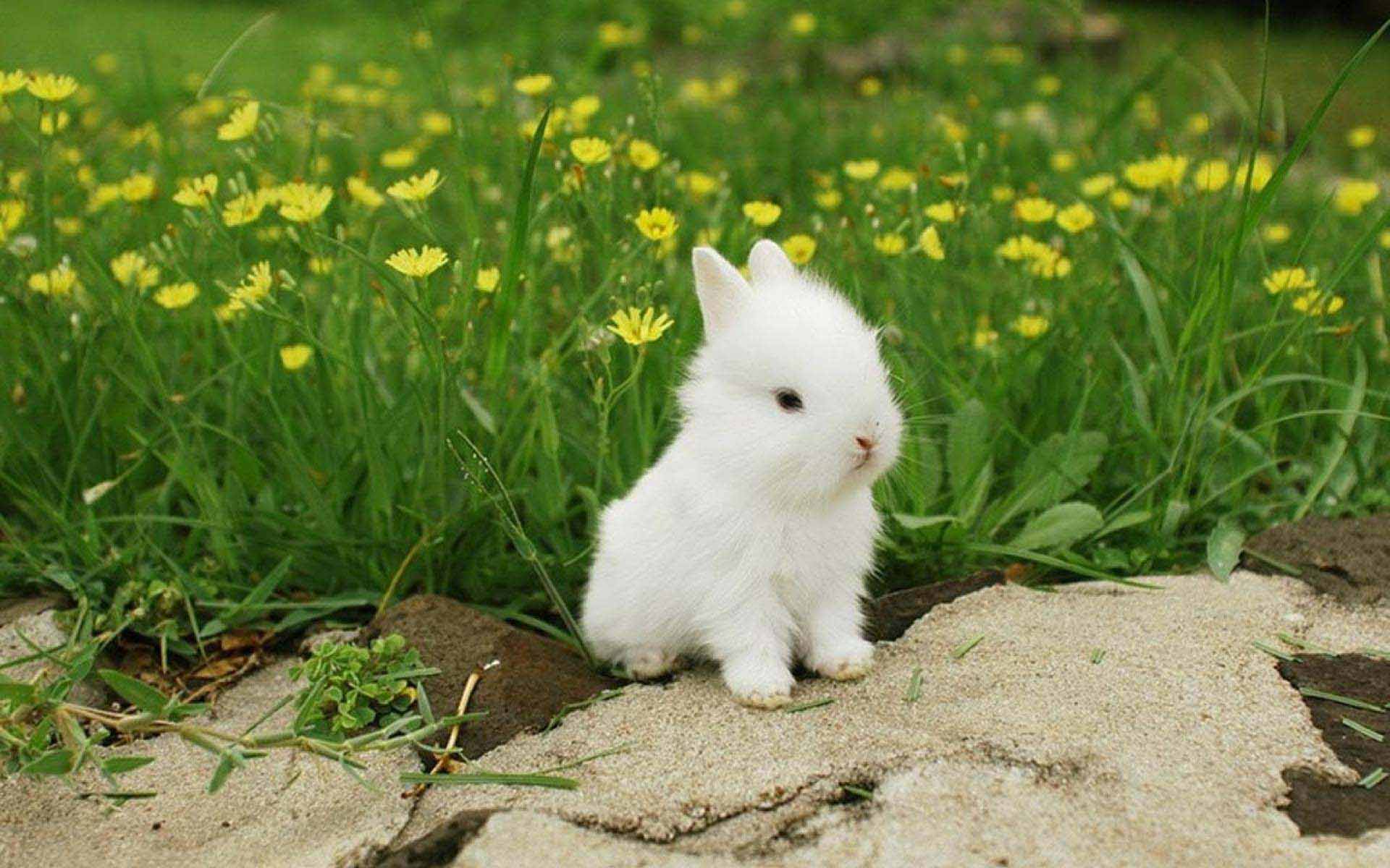 Cute Bunny Images.jpg