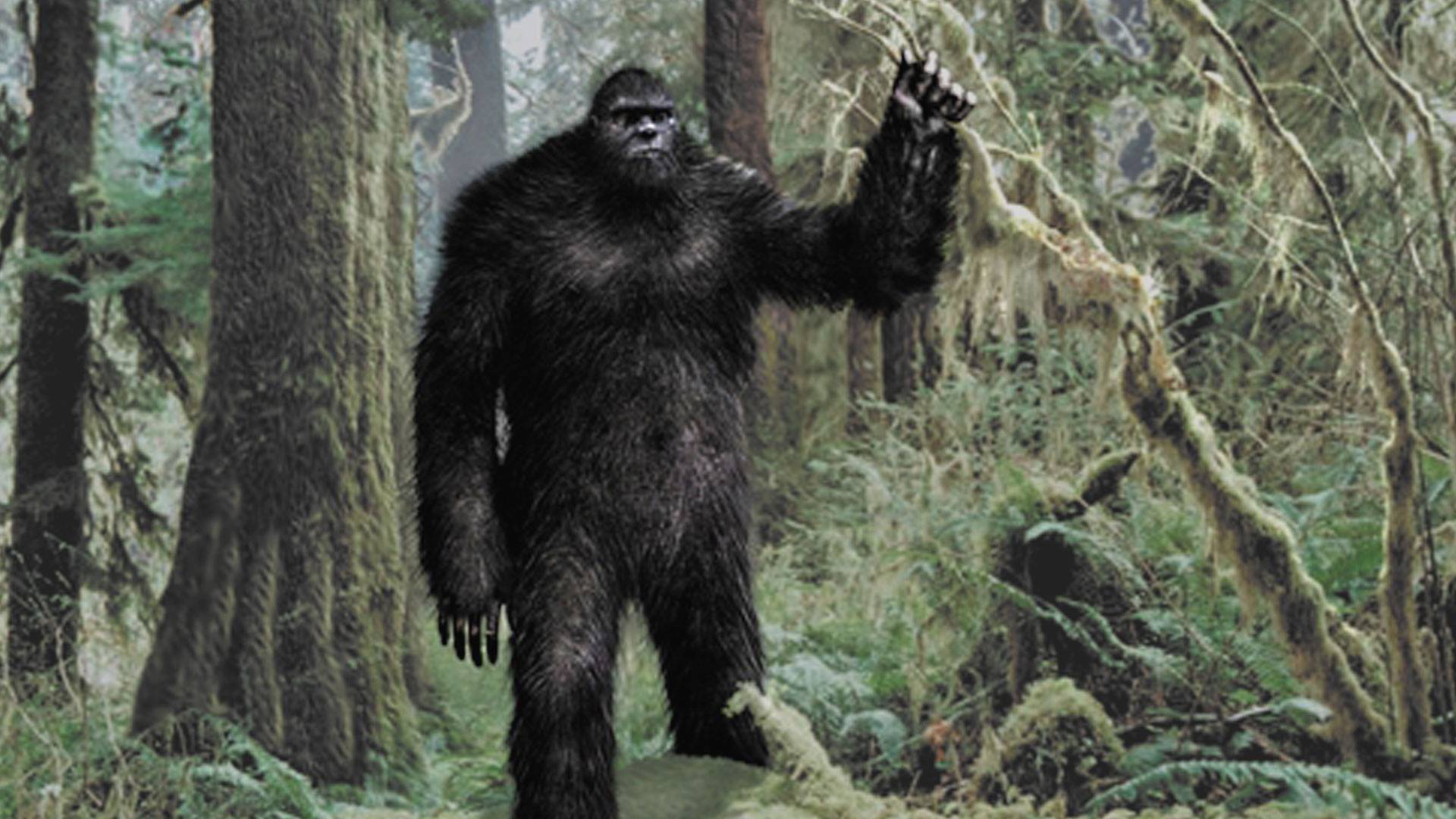 Bigfoot Wallpaper.jpg