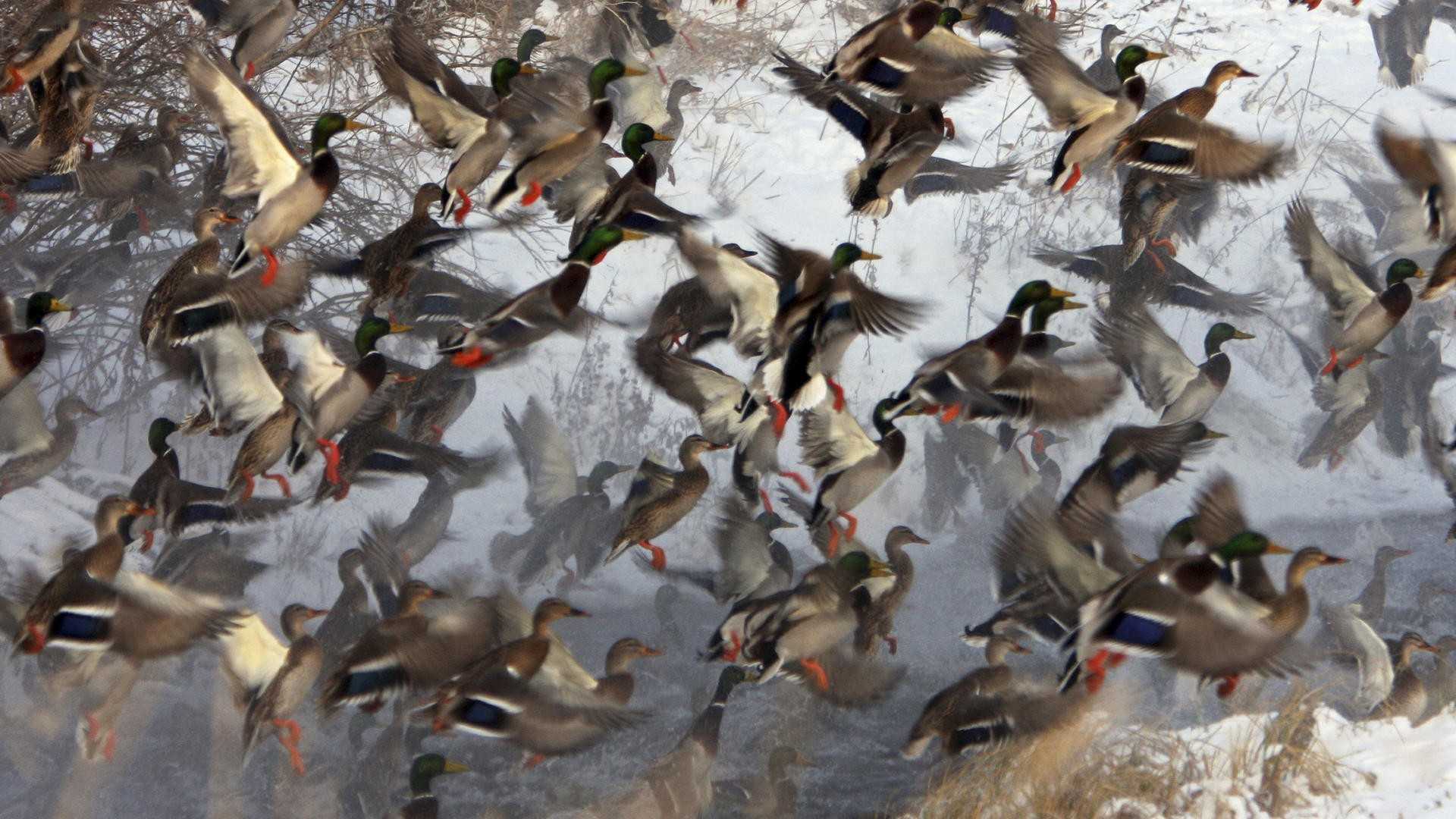Duck Hunting Desktop Wallpaper.jpg