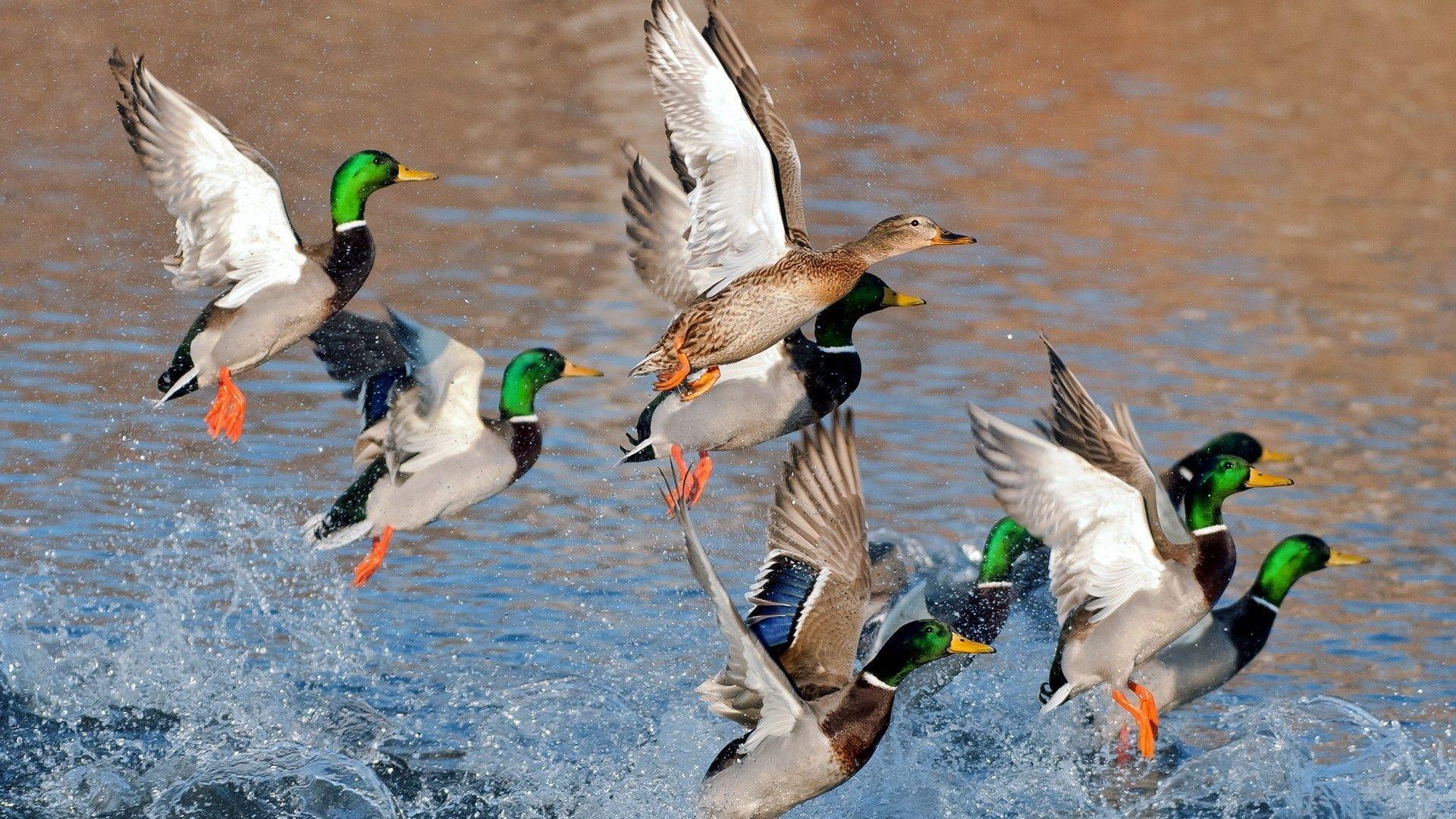 Duck Hunting Desktop Wallpapers.jpg