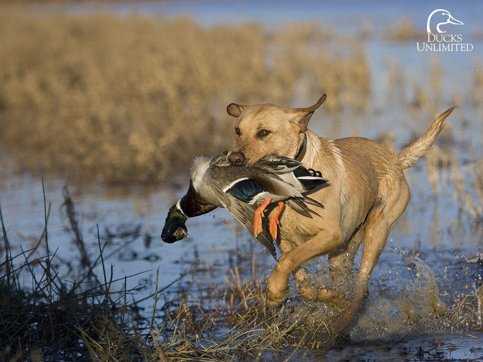 Duck Hunting Desktop Image.jpg