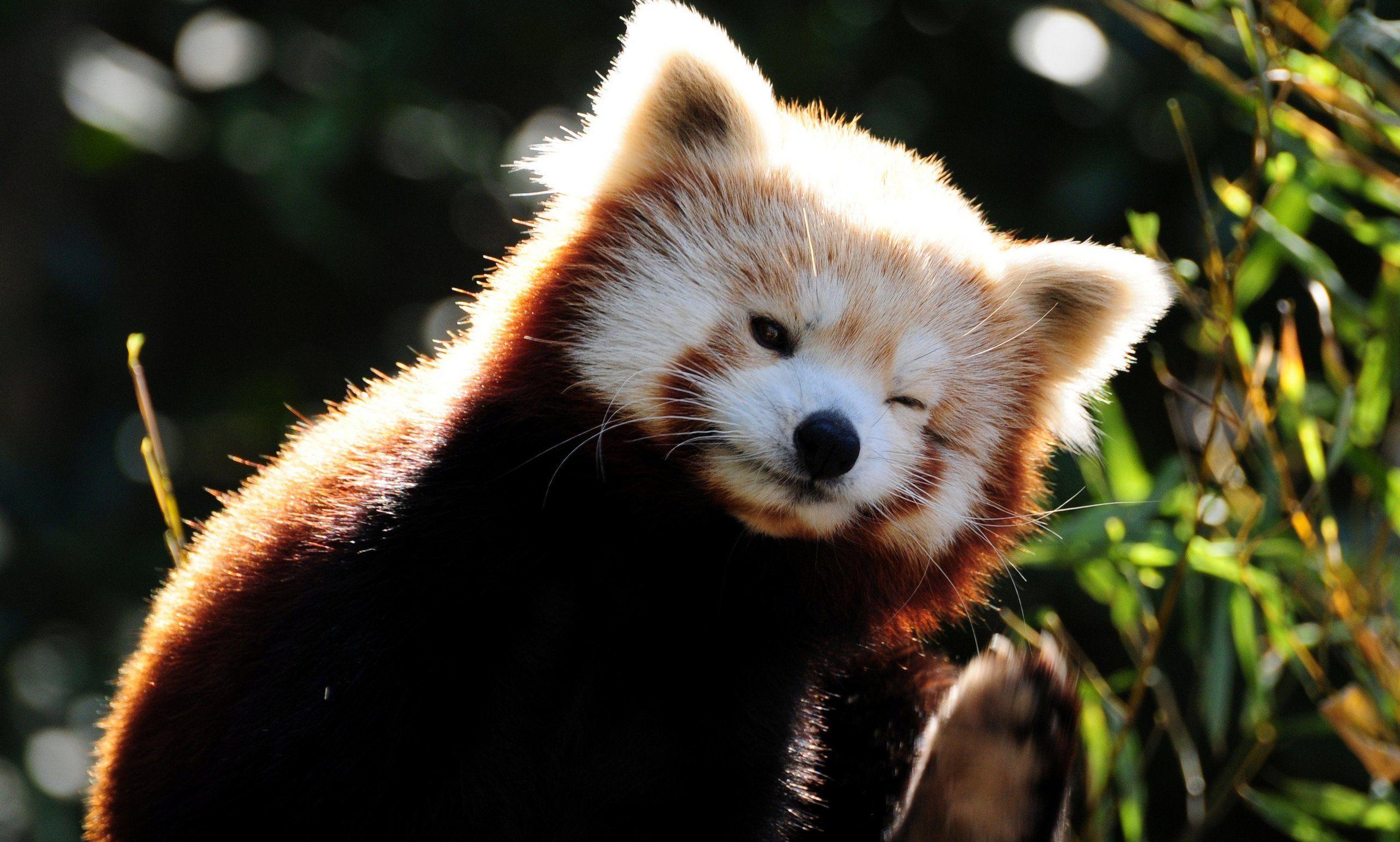 Red Panda Picture.jpg