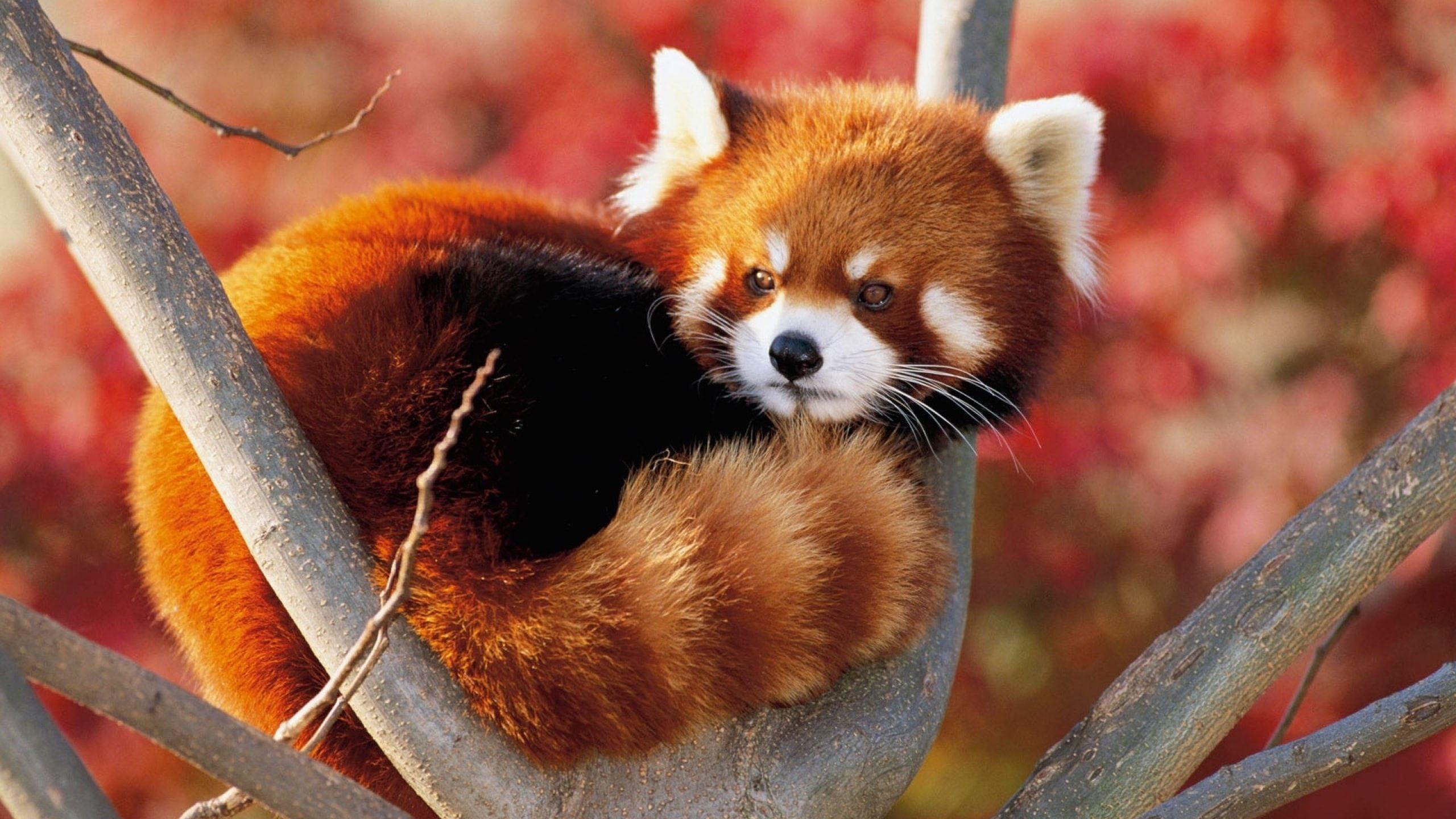 Red Panda Images.jpg