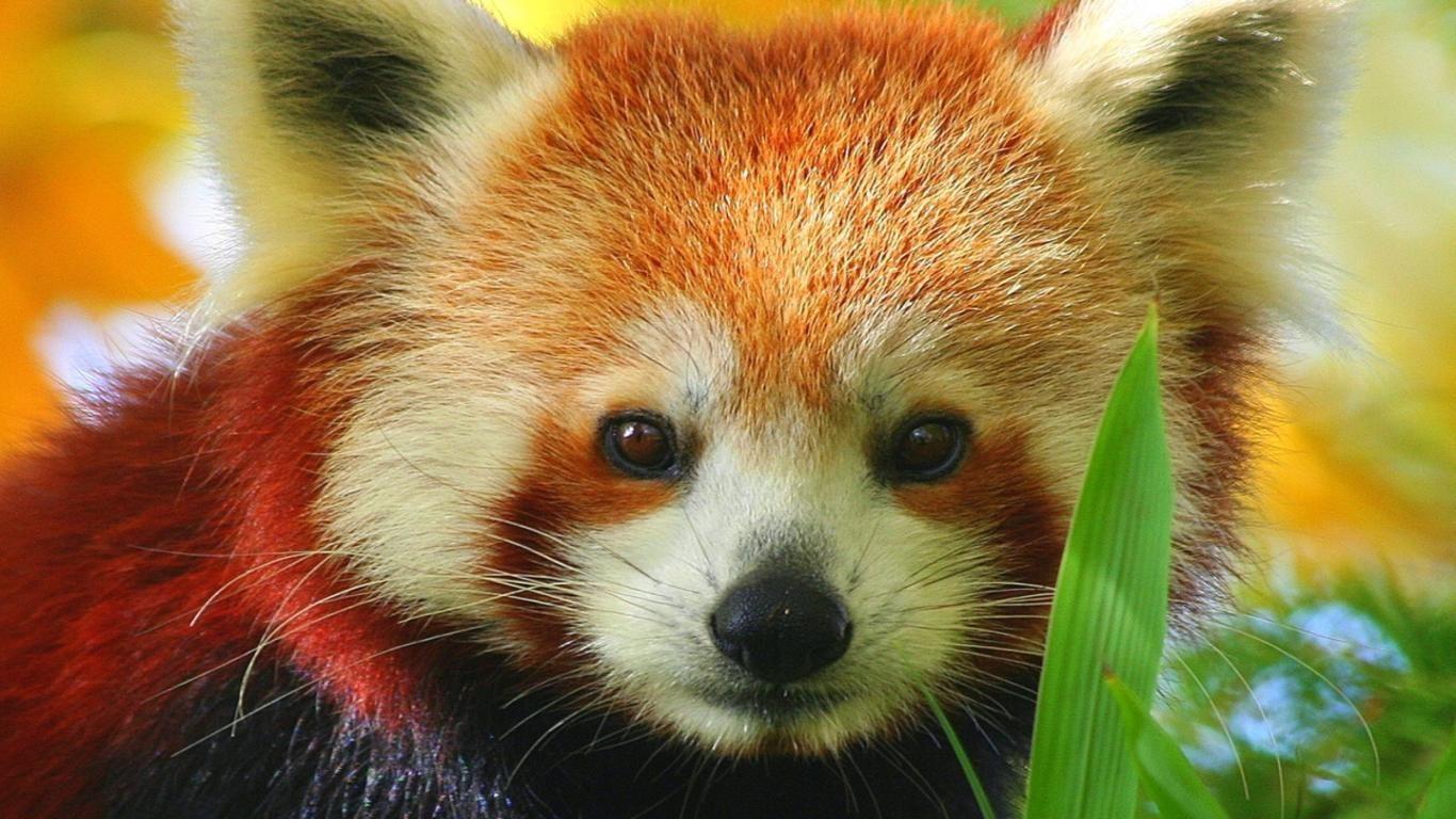 Red Panda Image.jpg