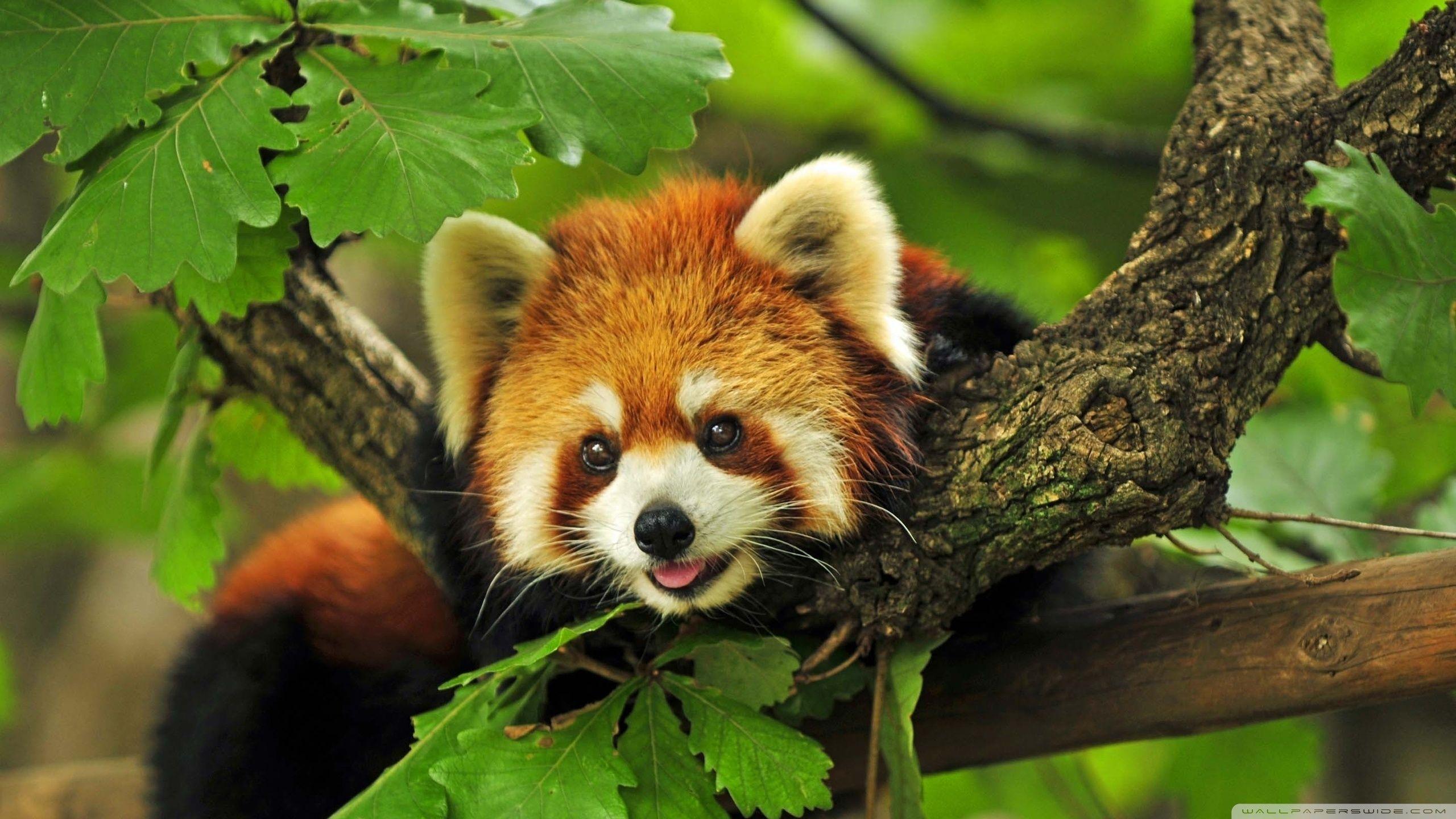 Red Panda Wallpapers.jpg