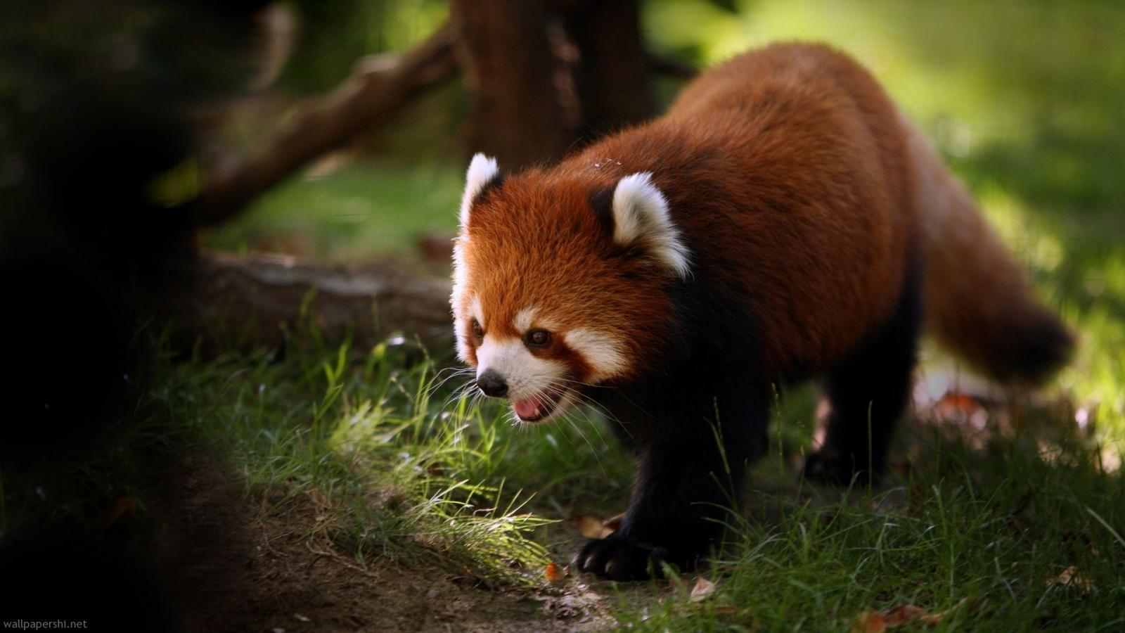 Red Panda Pictures.jpg