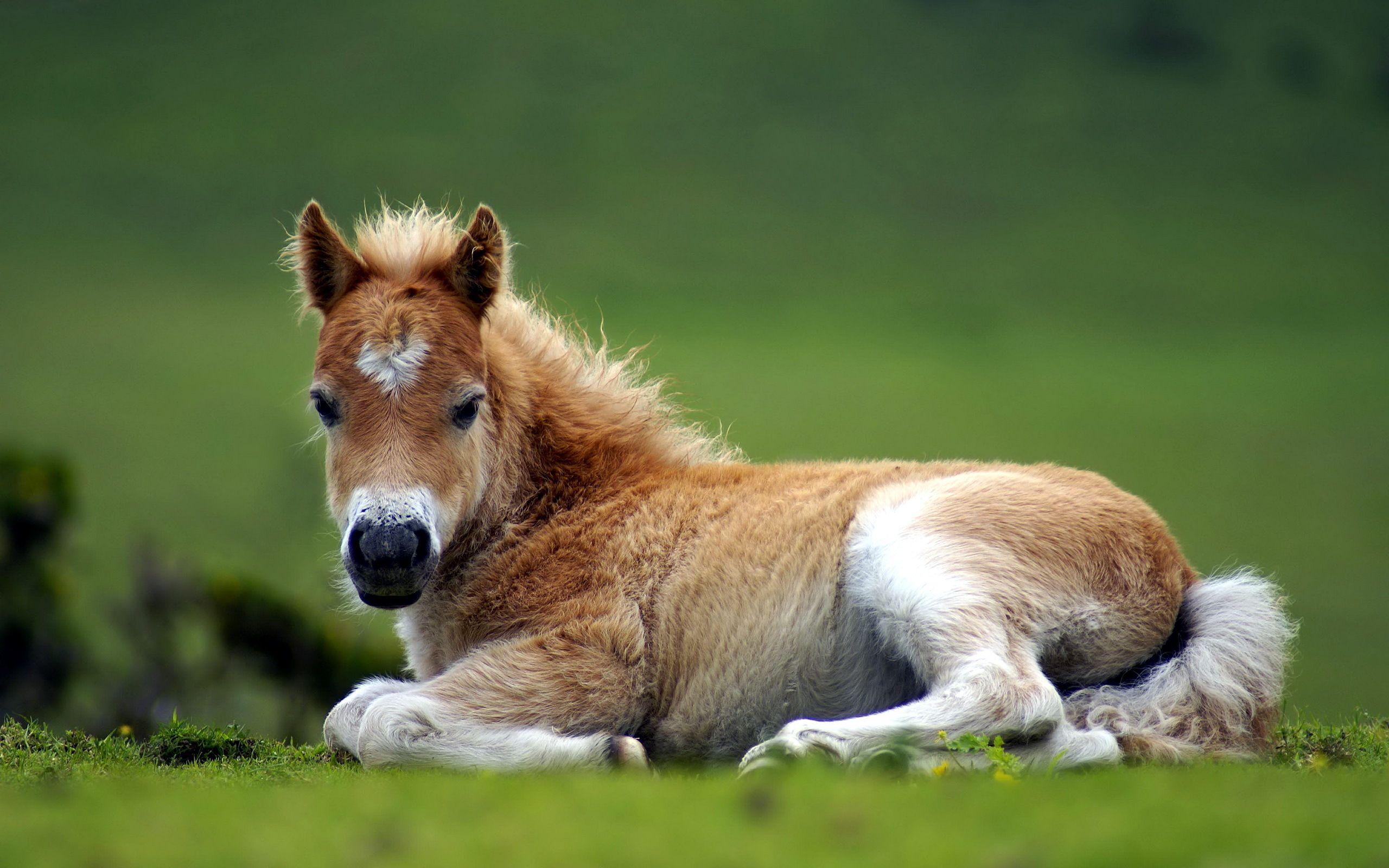 Cute Horse image.jpg