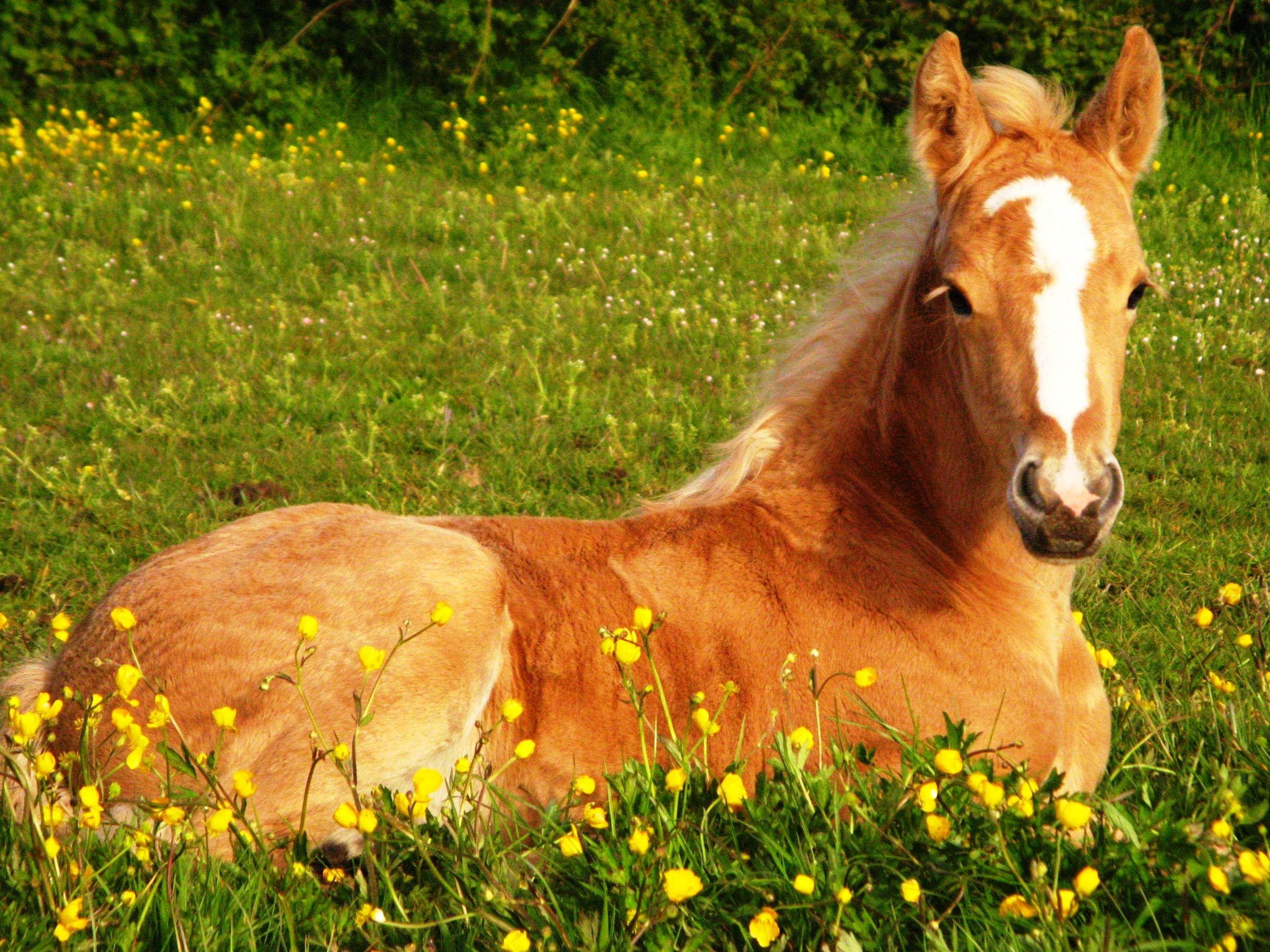 Cute Horse Wallpapers.jpg