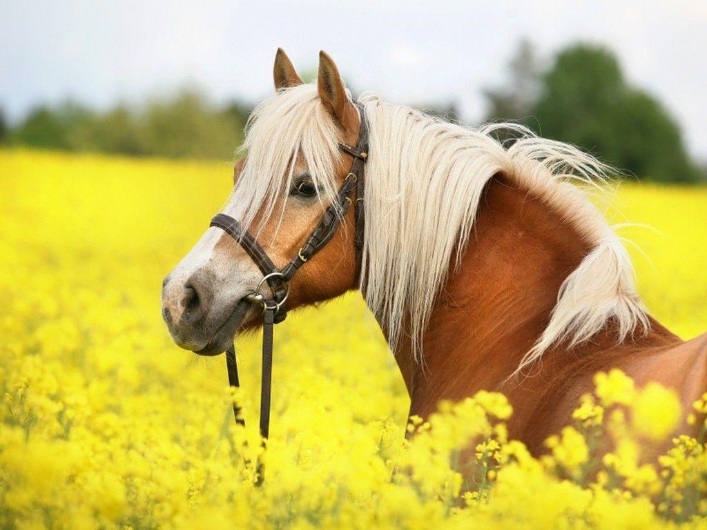 Cute Horse pic.jpg