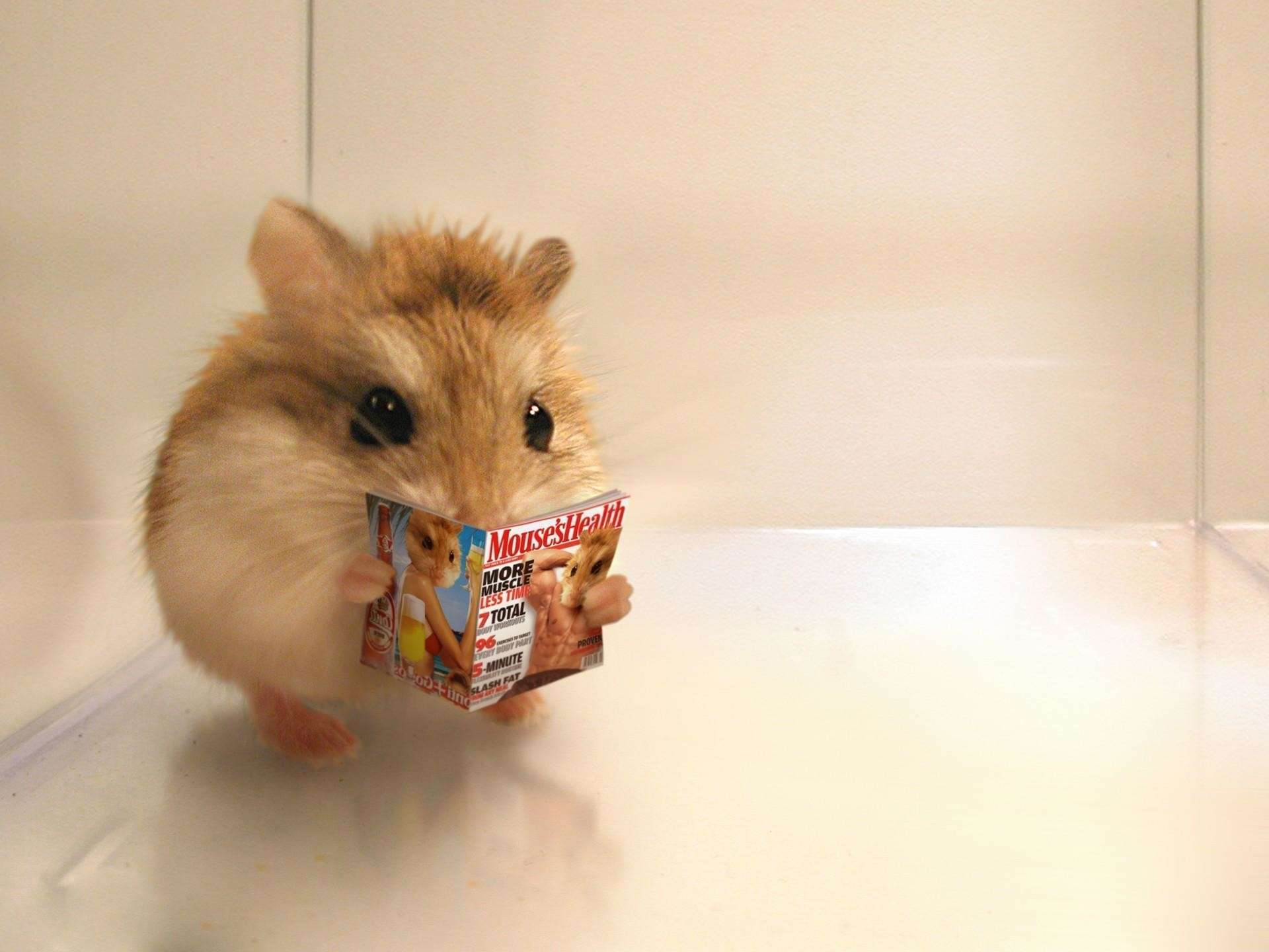 Hamster Meme wallpaper.jpg