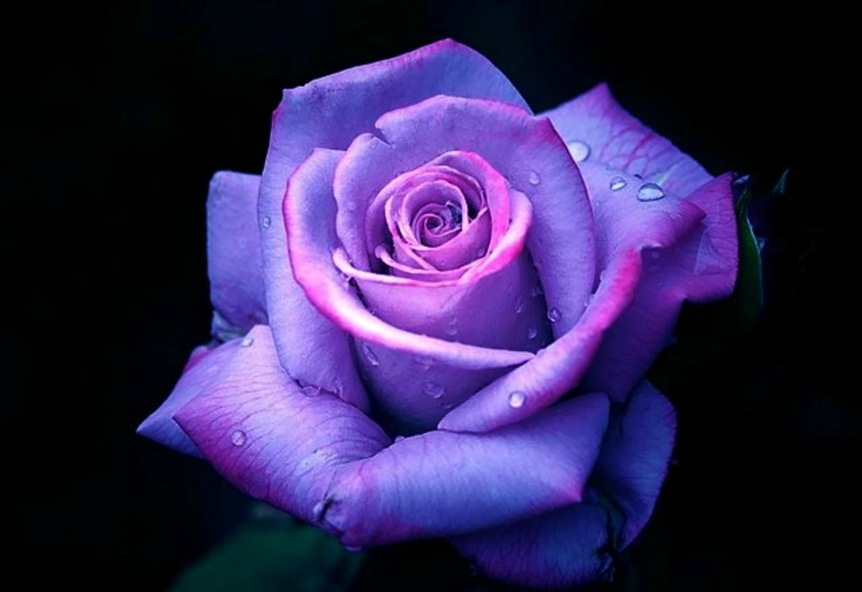 Purple Rose Picture.jpg