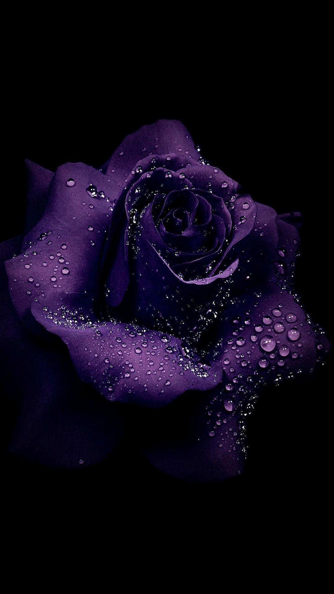 Purple Rose Image.jpg