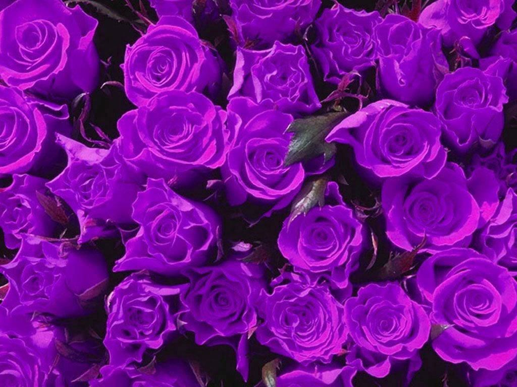 Purple Rose Wallpapers.jpg