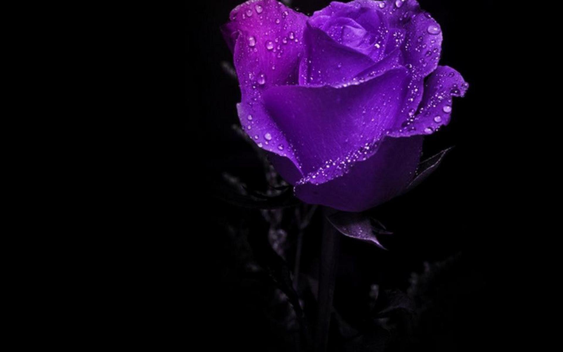 Purple Rose Wallpaper.jpg